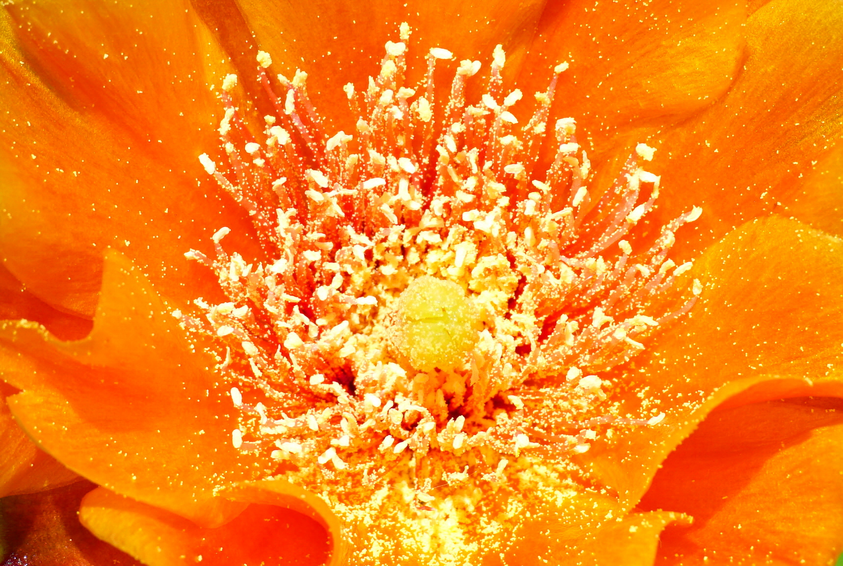 In the soul of the Prickly Pear!