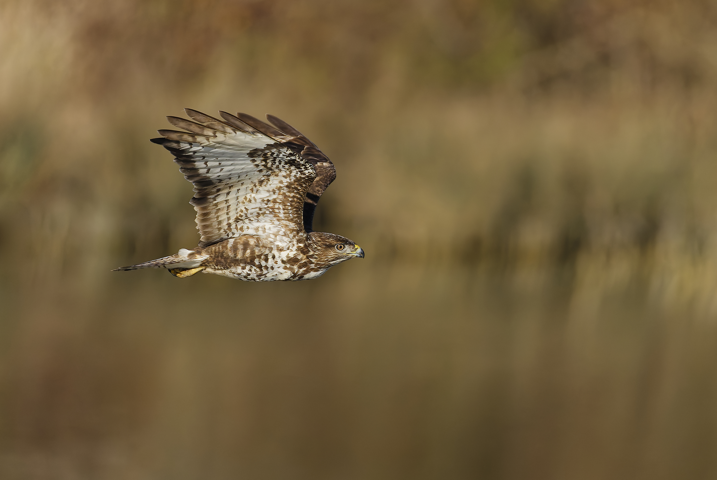 Buzzard