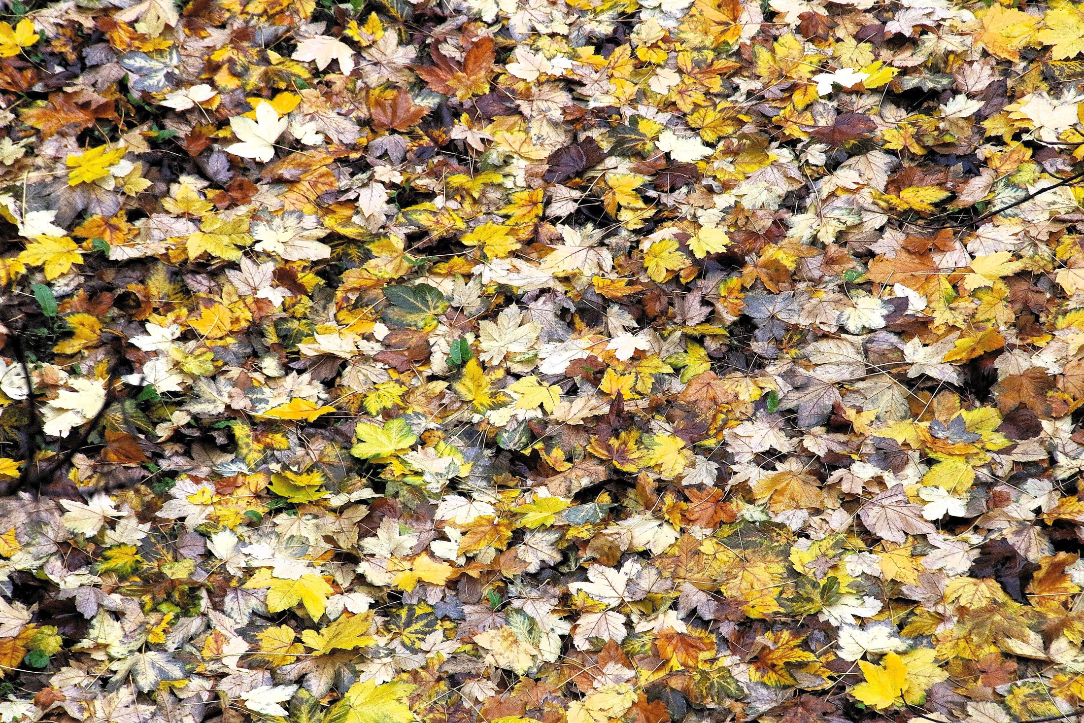 Les feuilles mortes