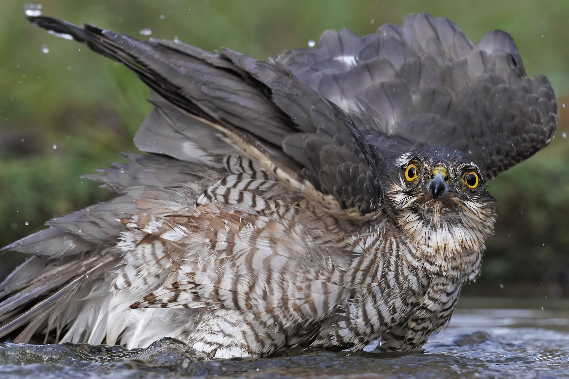 Sparrowhawk