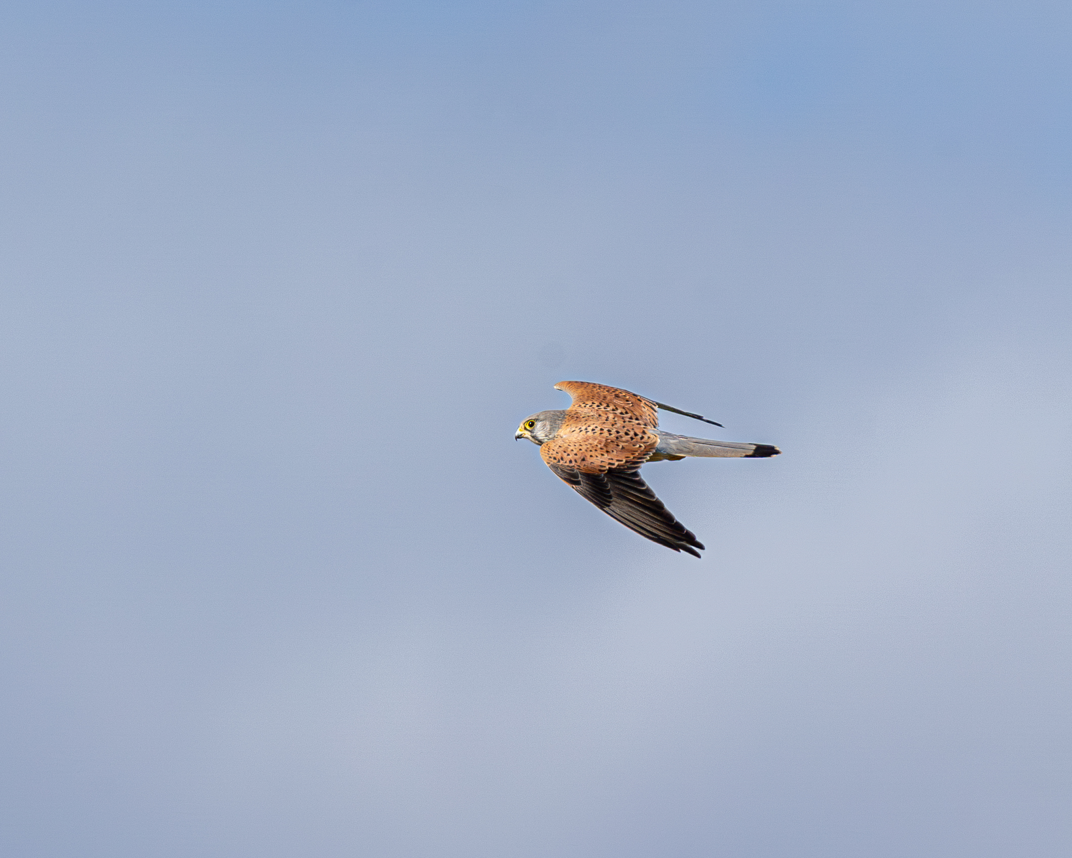 Kestrel (m)