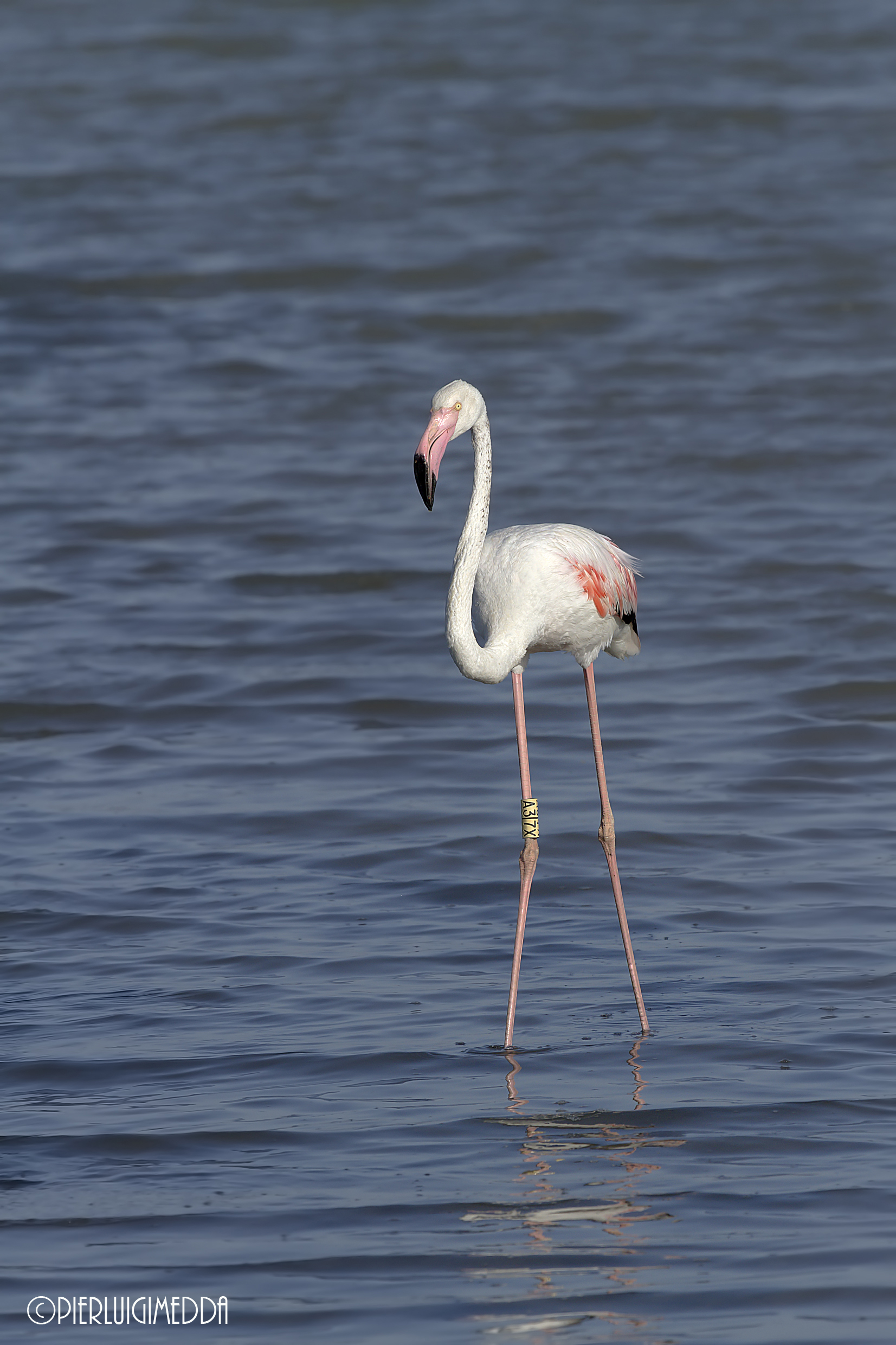 Fenicottero con anello