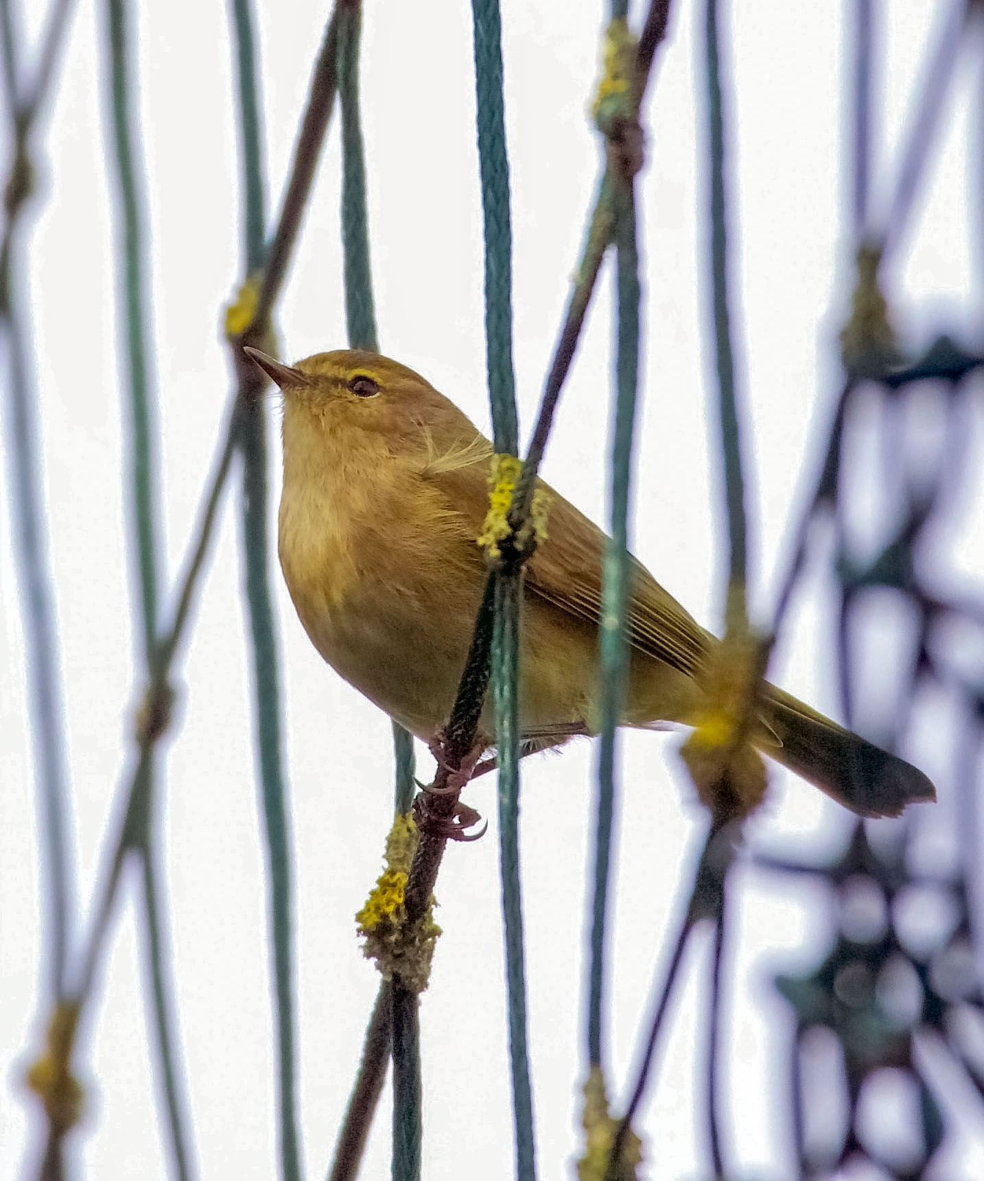 Chiffchaff?