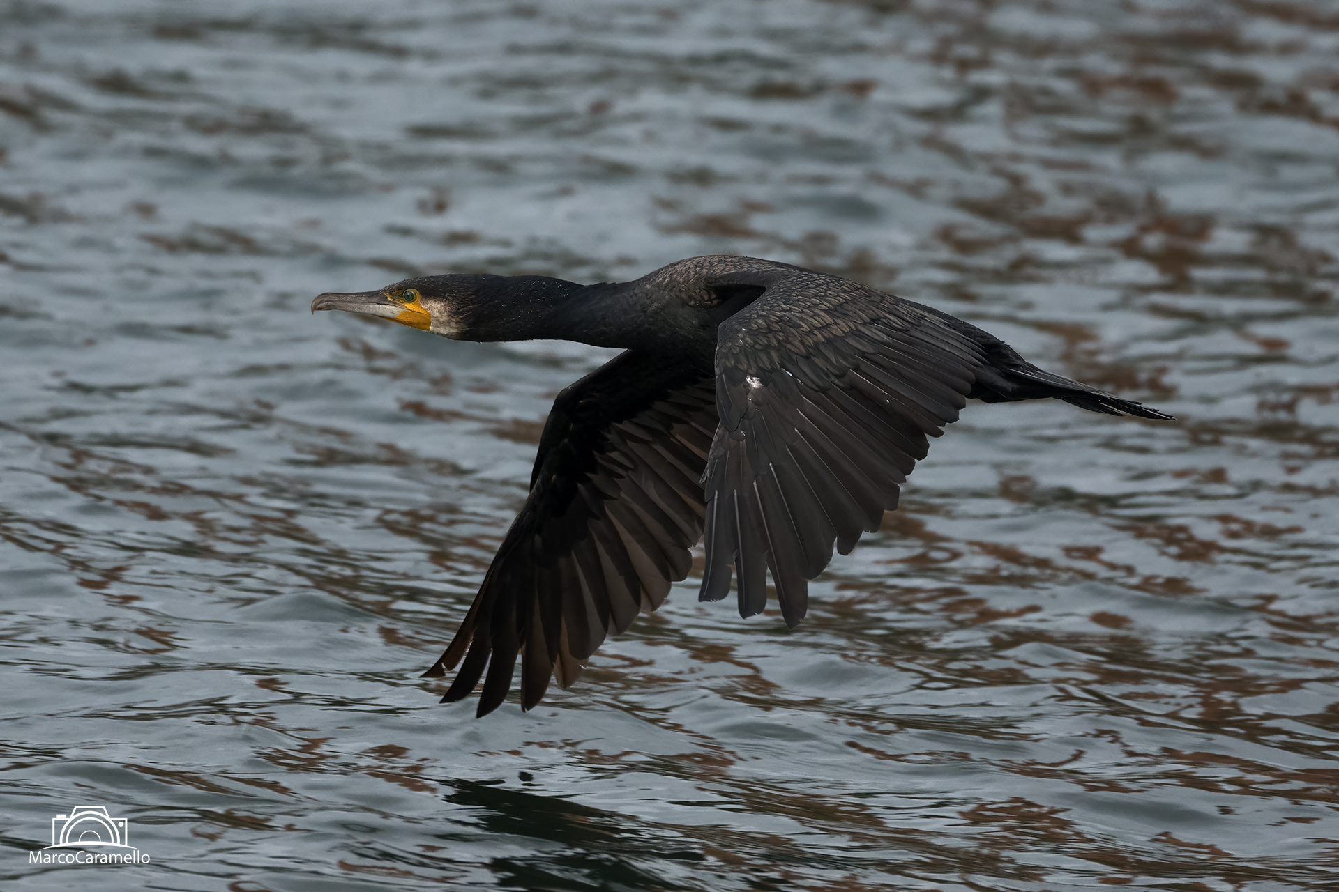 Cormorant