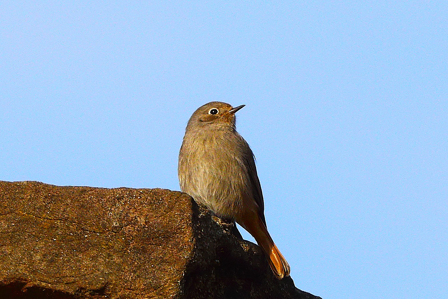 Codirosso S F 29 novembre 2024 - 0048