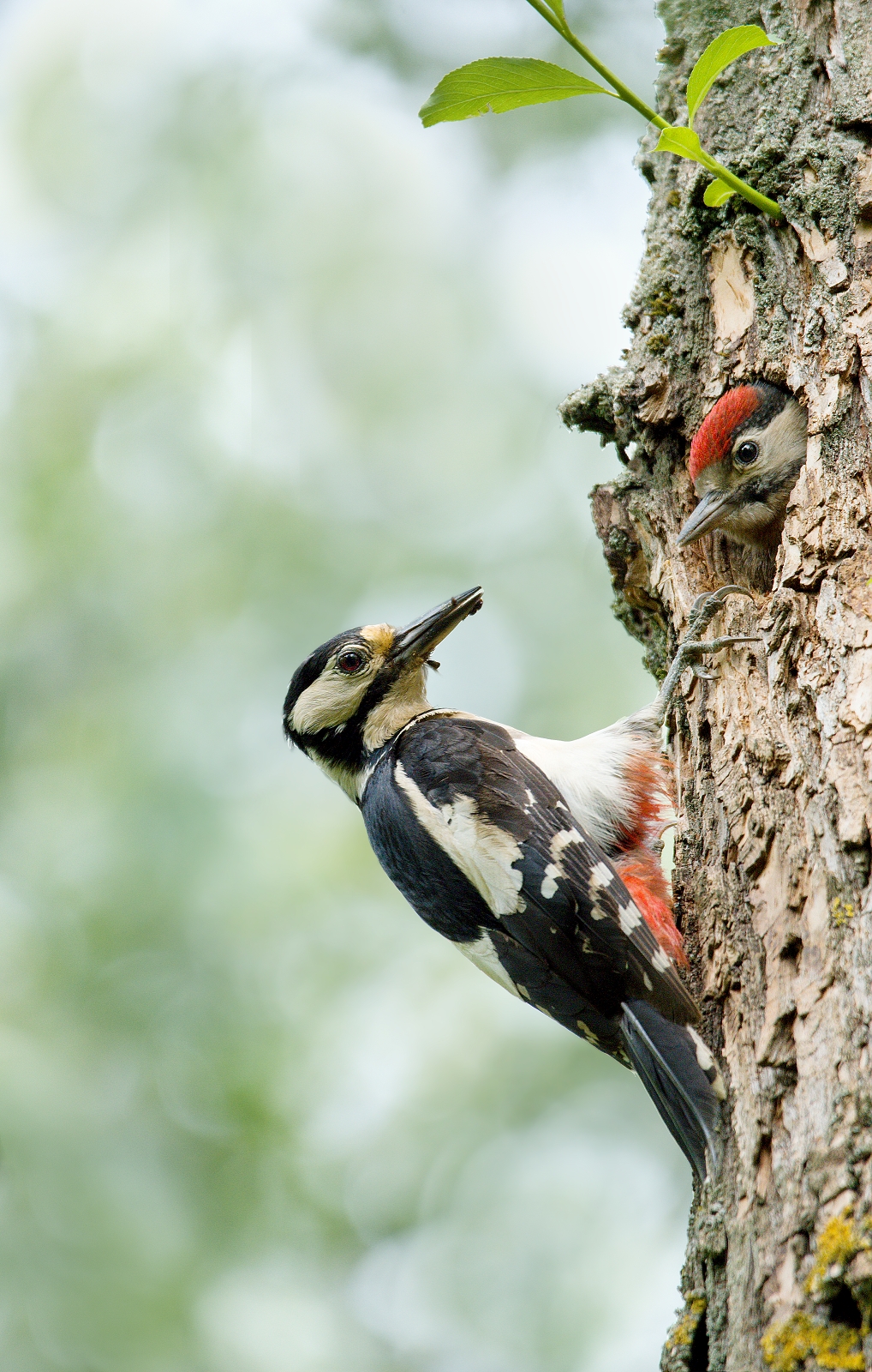 Famiglia Wodpecker