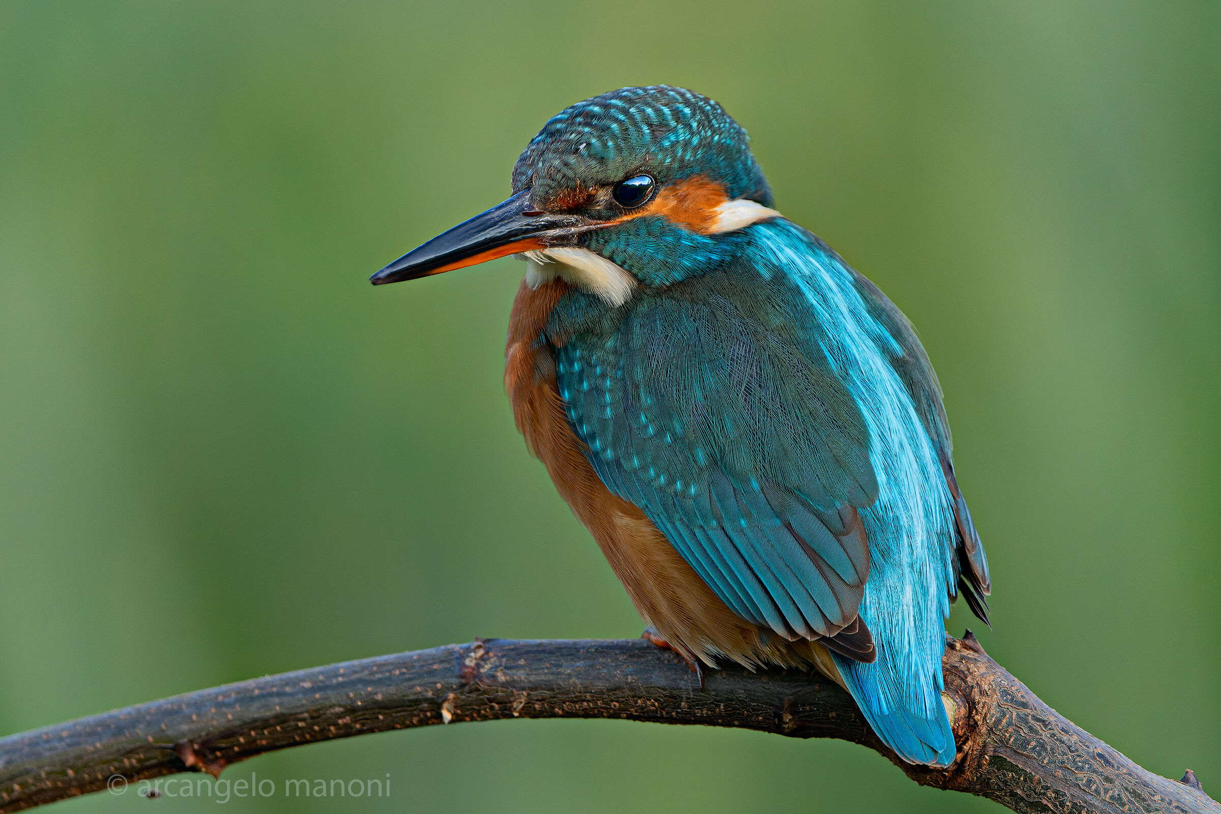 Kingfisher
