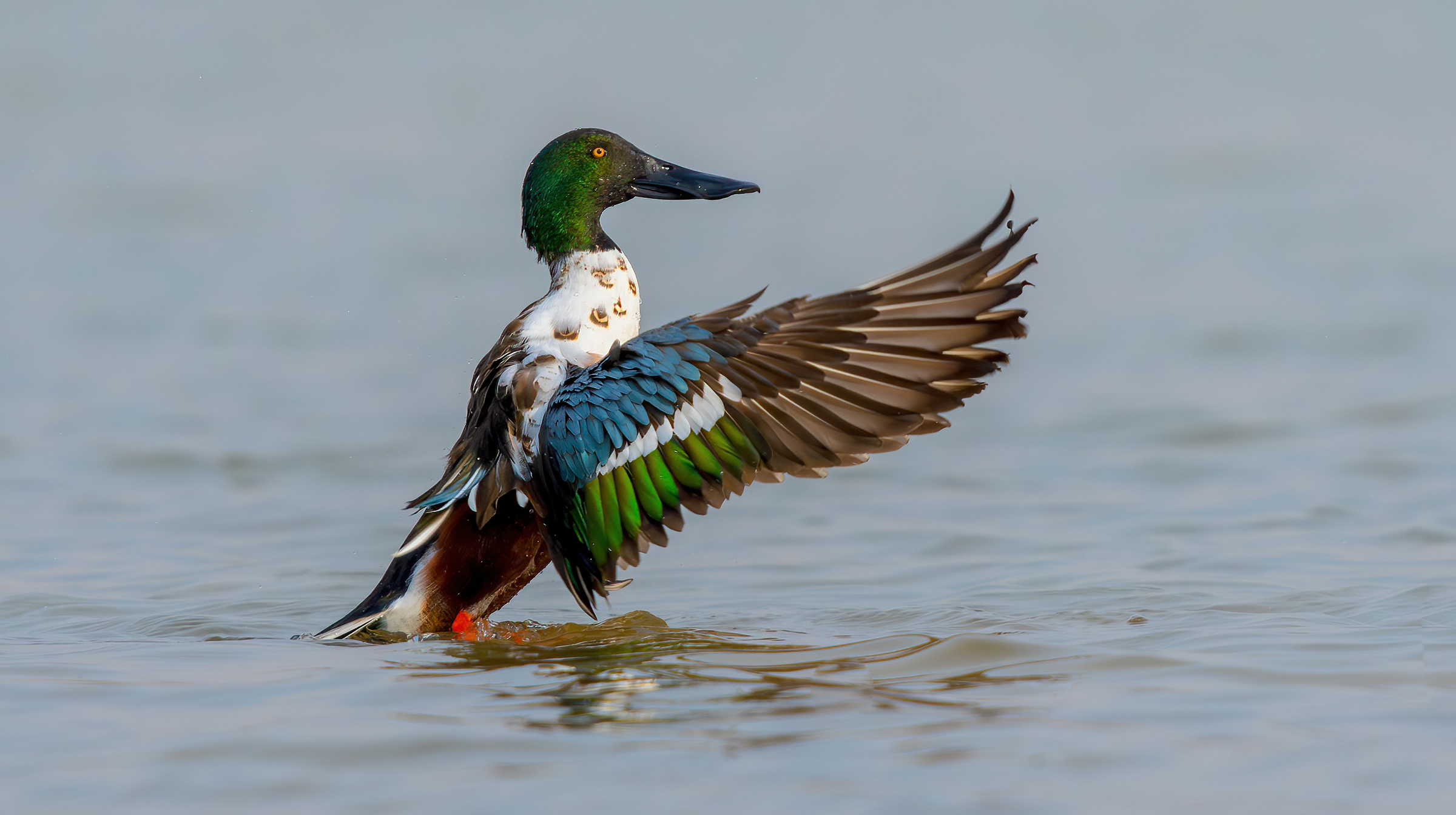 Mestolone settentrionale