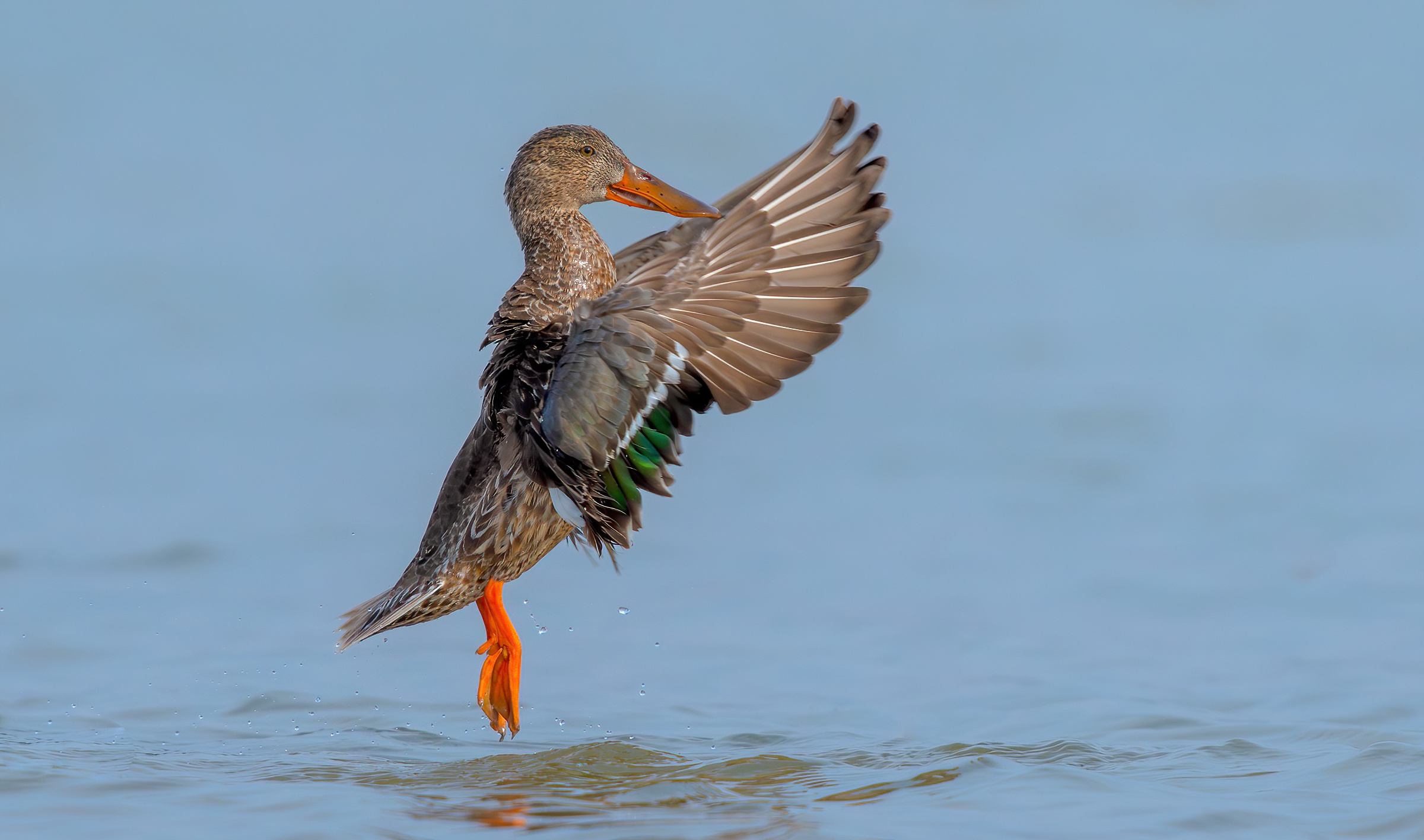 mestolone settentrionale