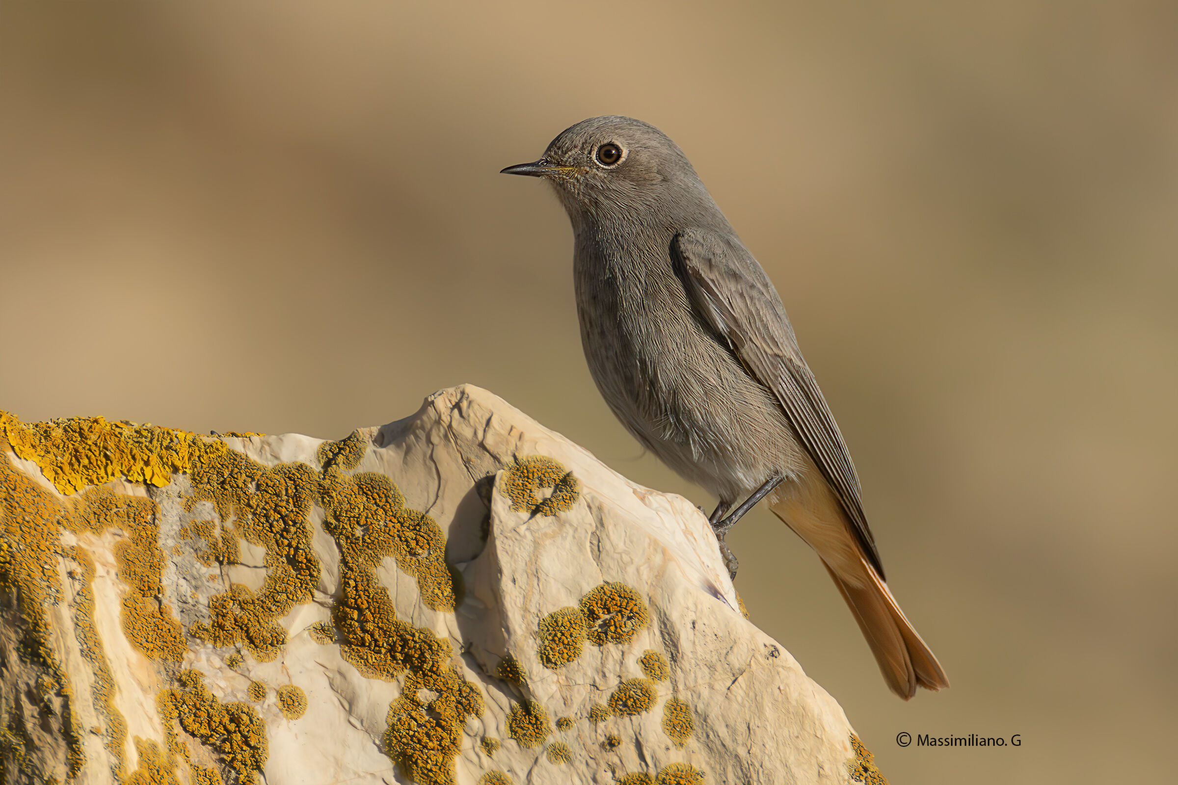 Redstart