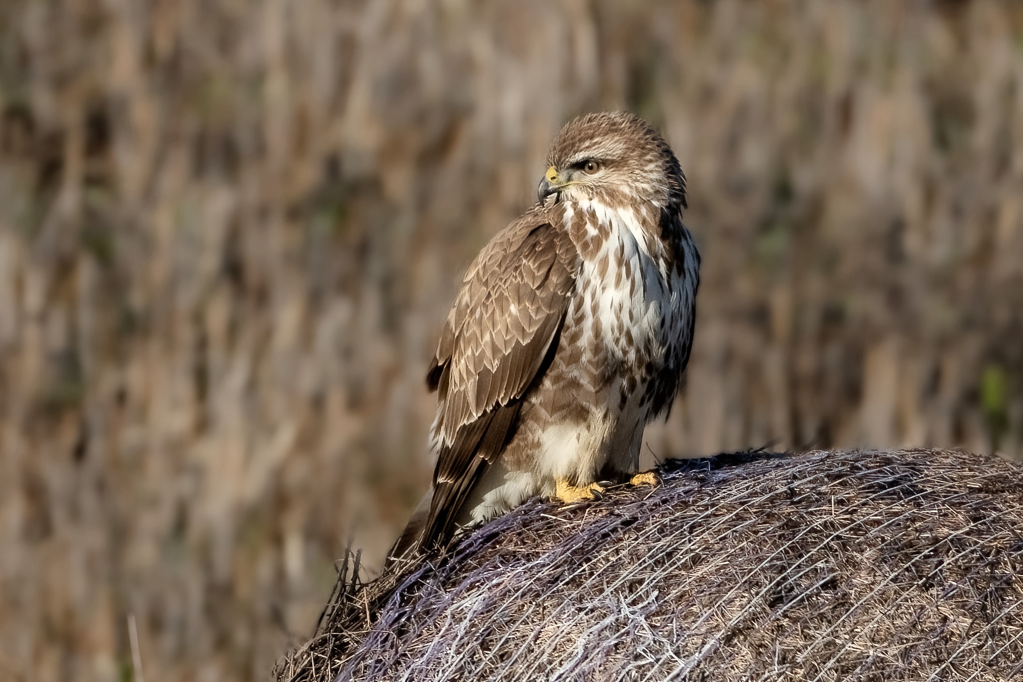 Buzzard (Buteo buteo)