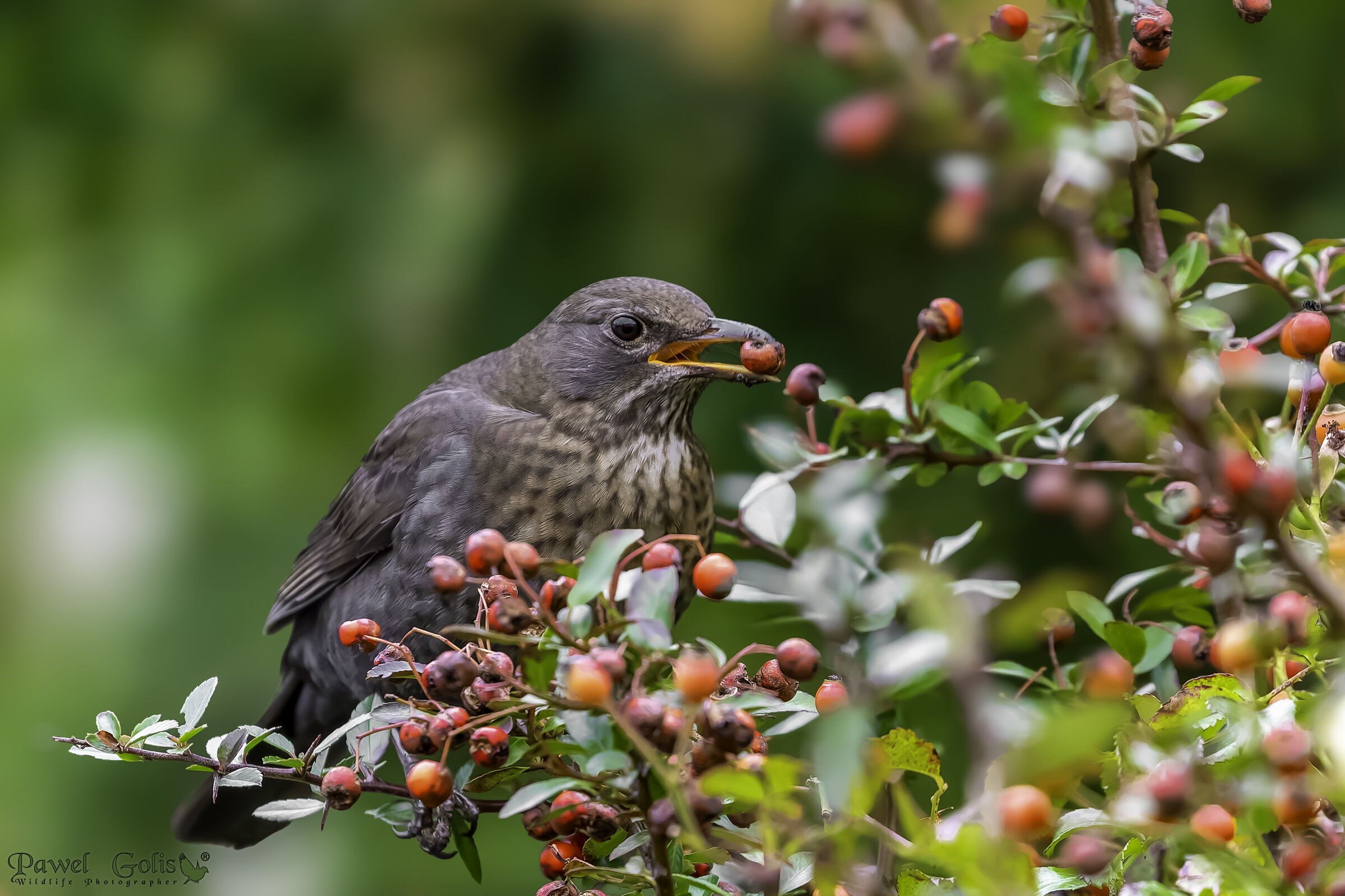 Merlo comune (Turdus merula)