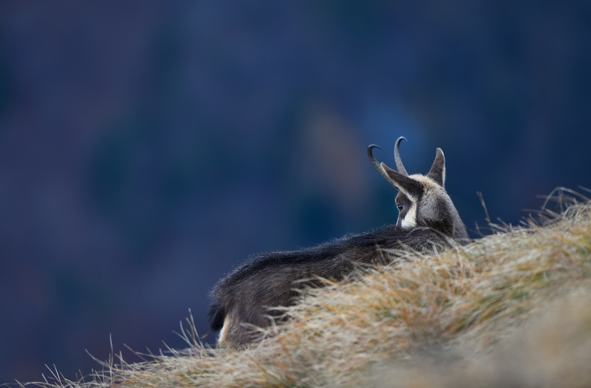 gaze into the void...