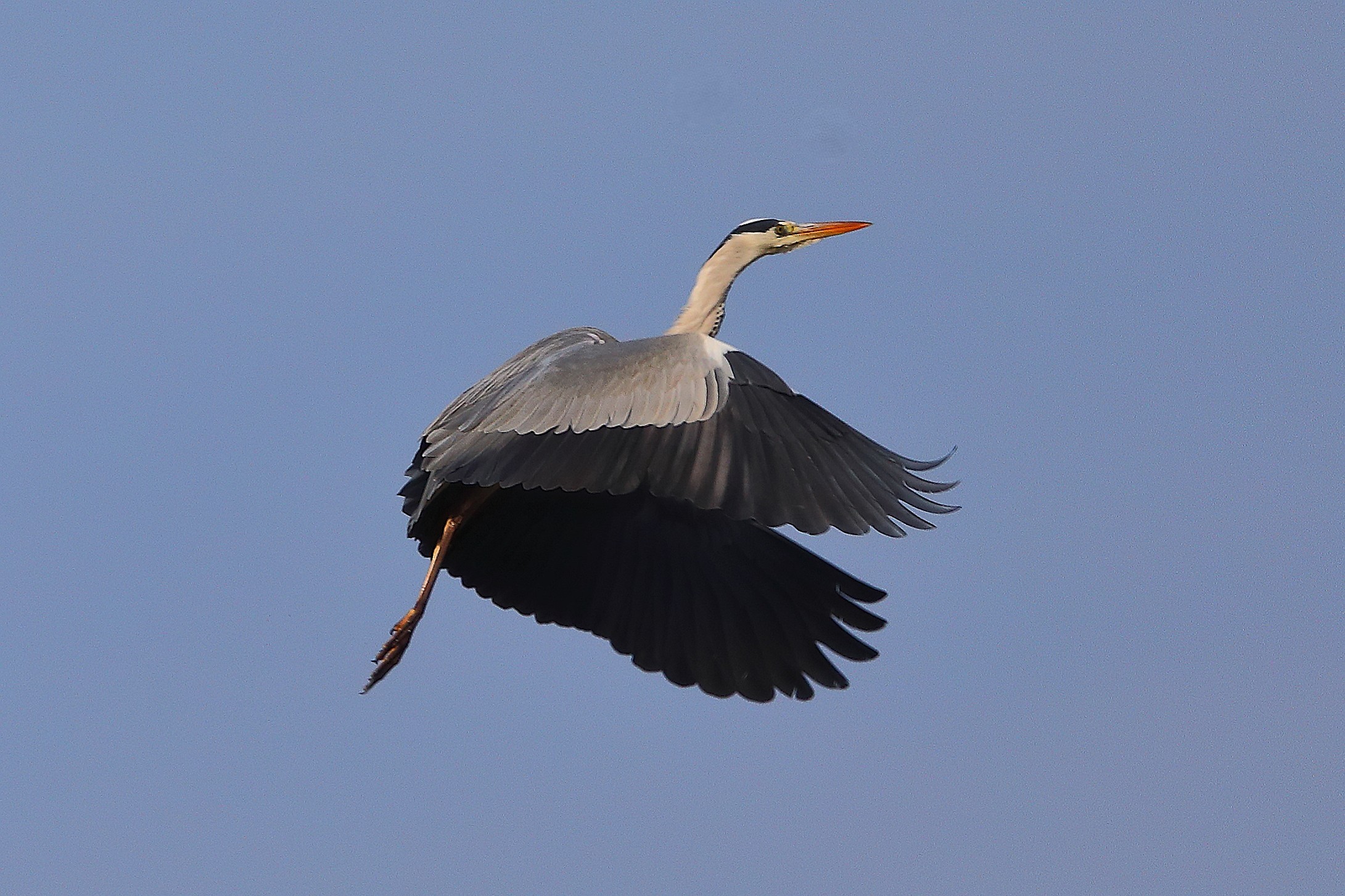 Cenerino novembre 2024 - 0066