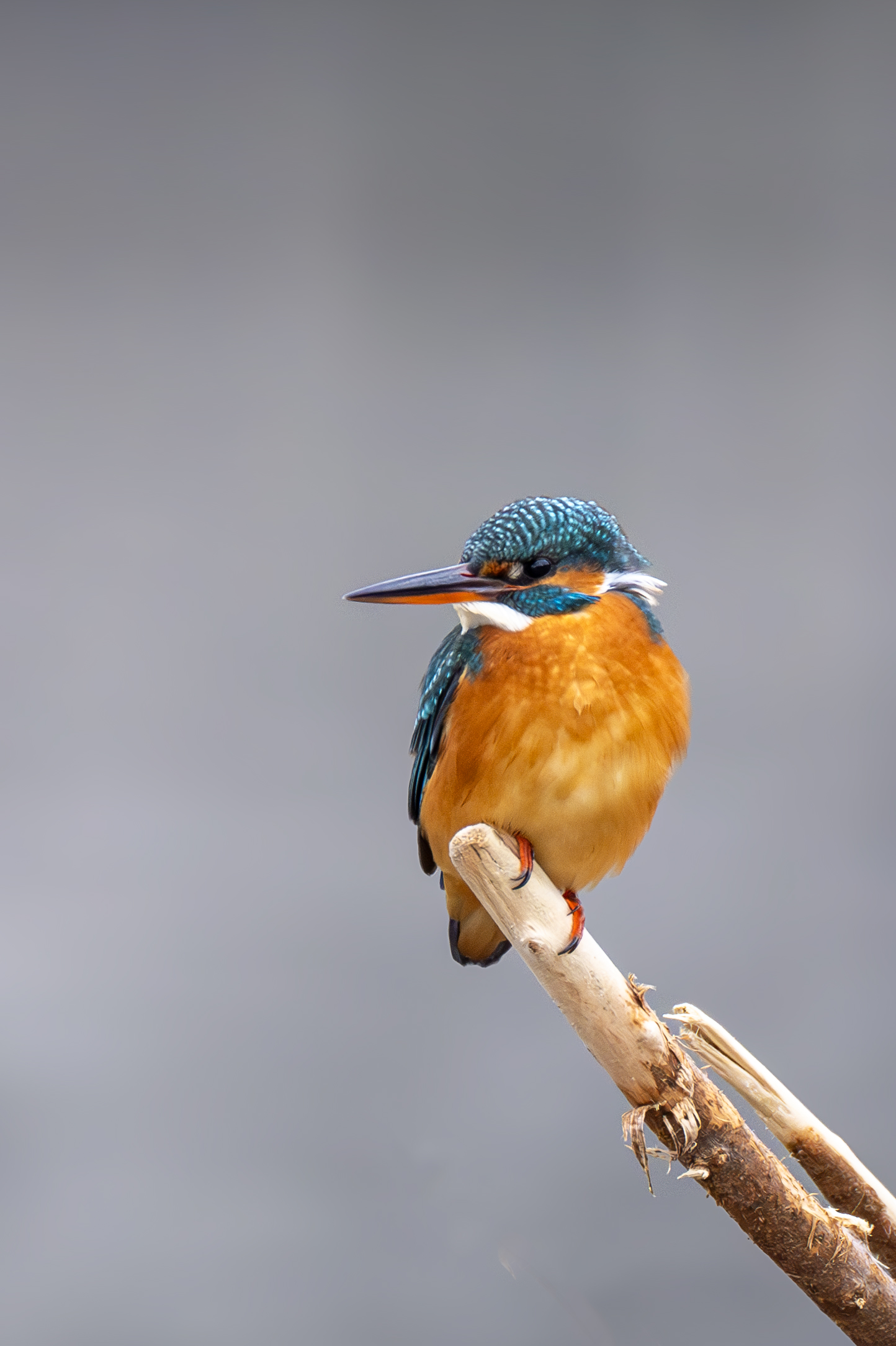 kingfisher