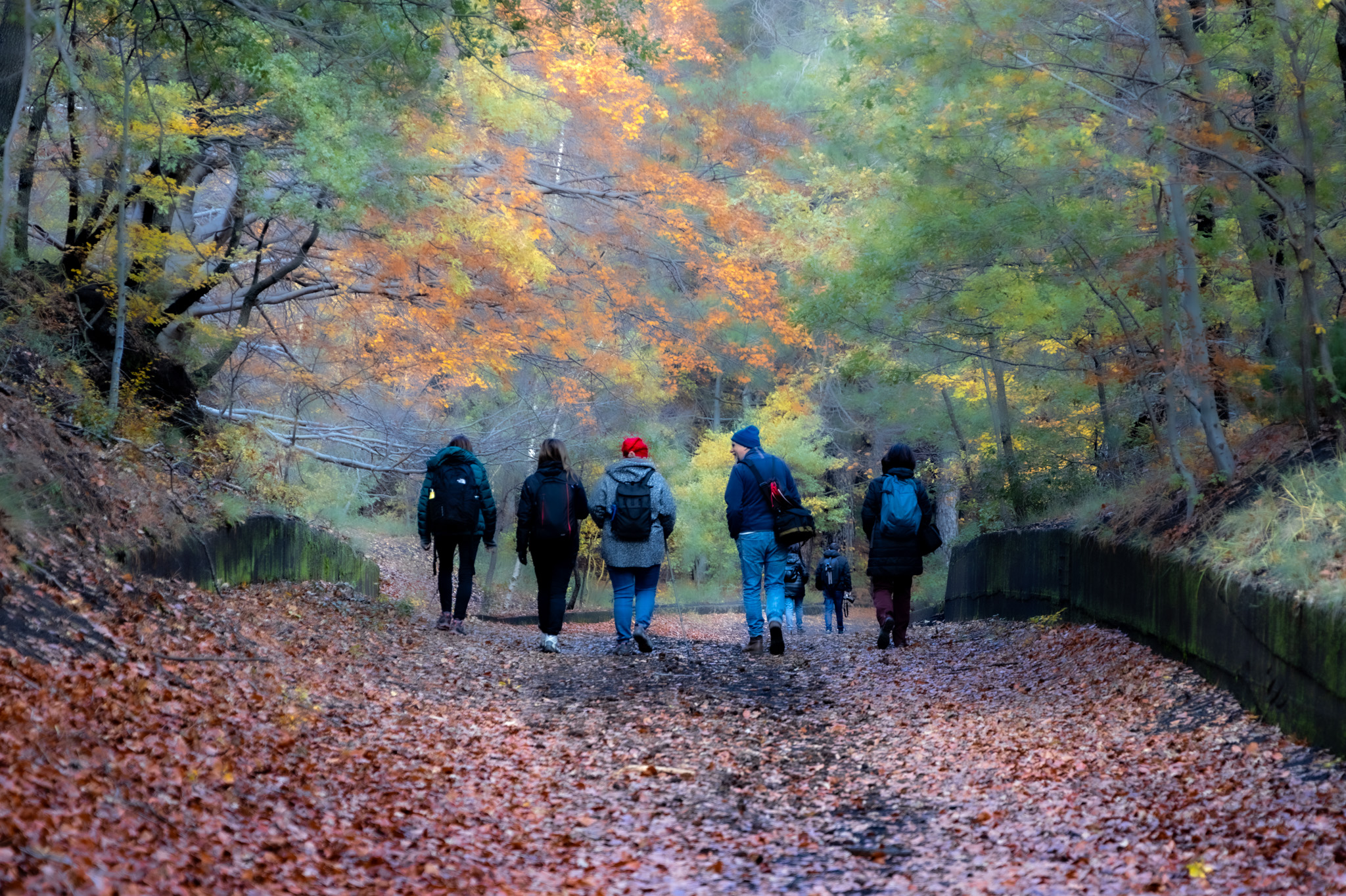 Passeggiata nel bosco