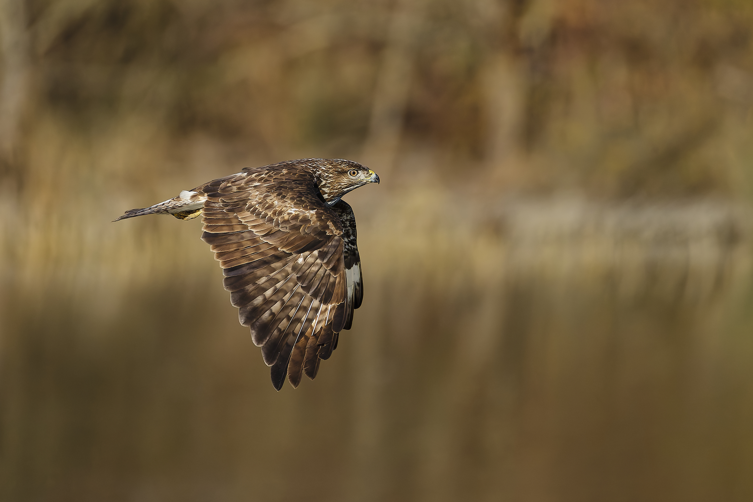 Buzzard