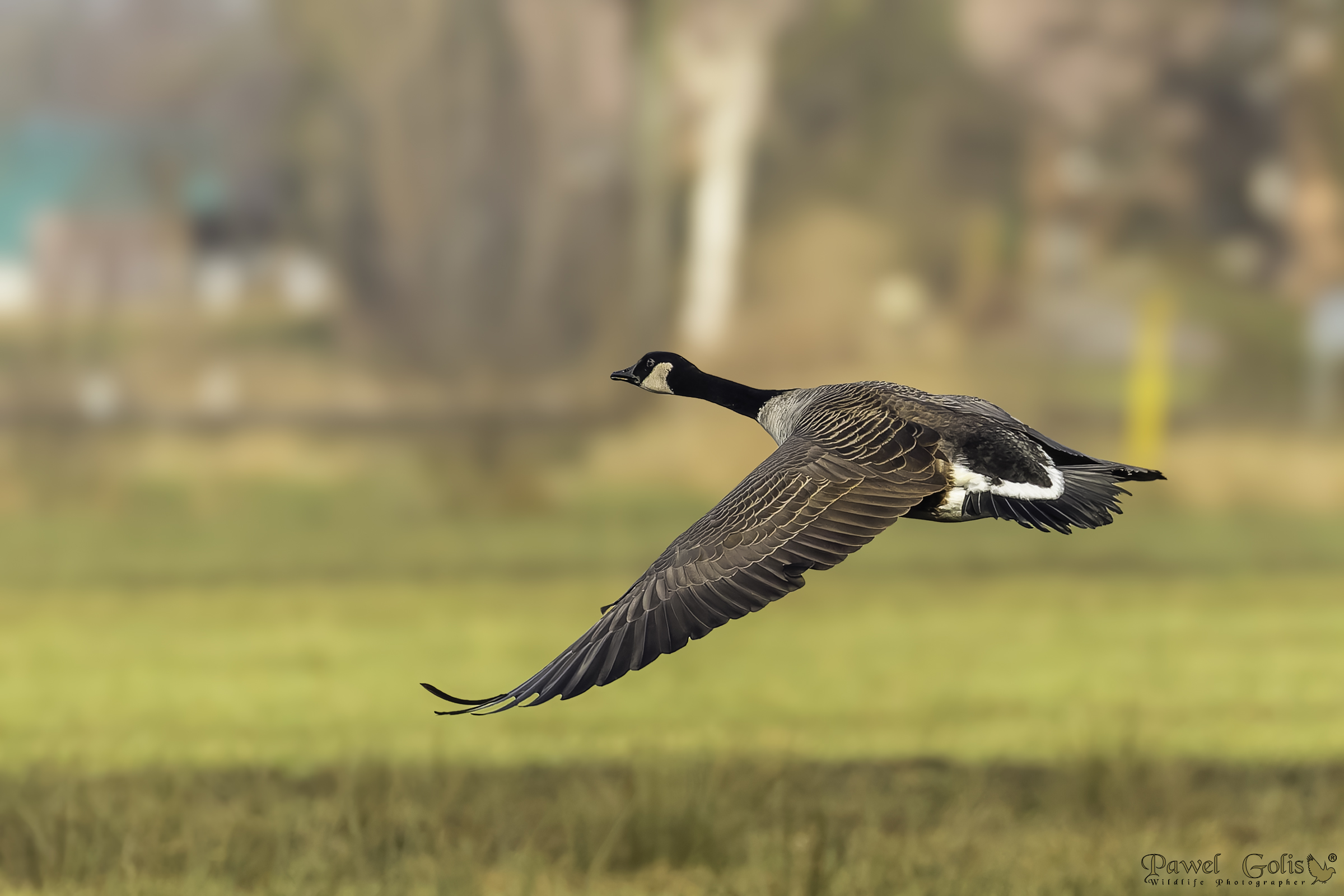 Oca canadese (Branta canadensis)