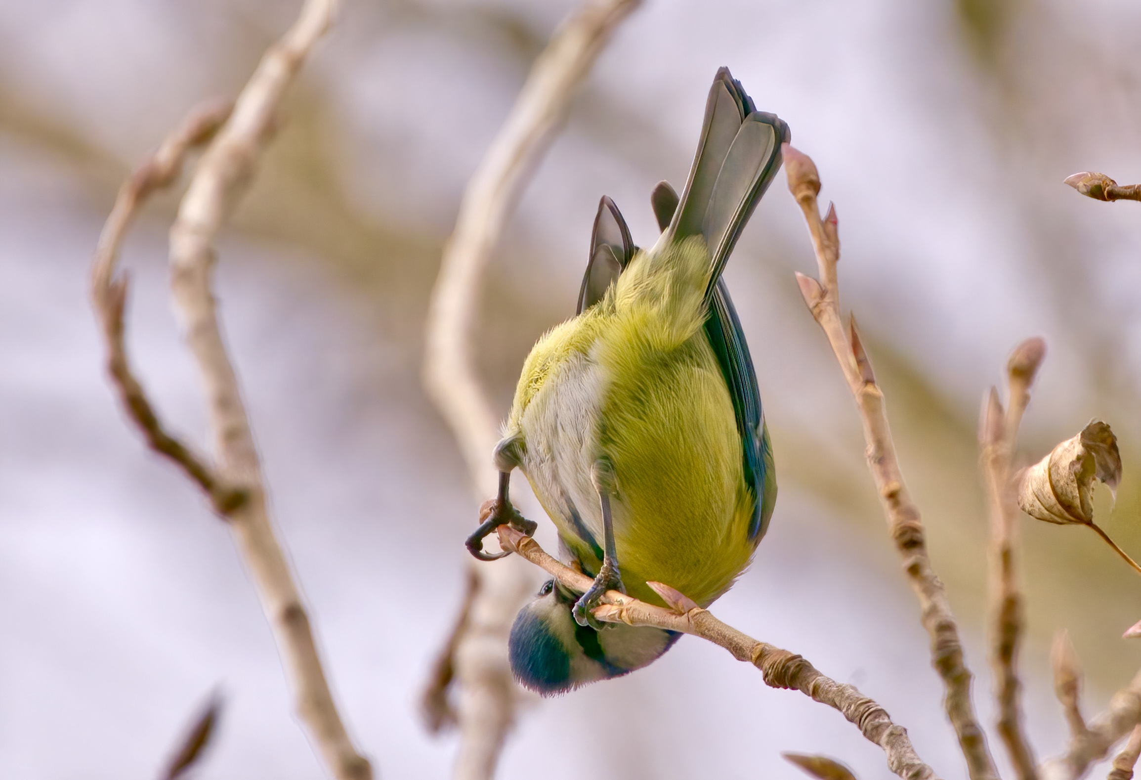 Aggrappata a testa in giù