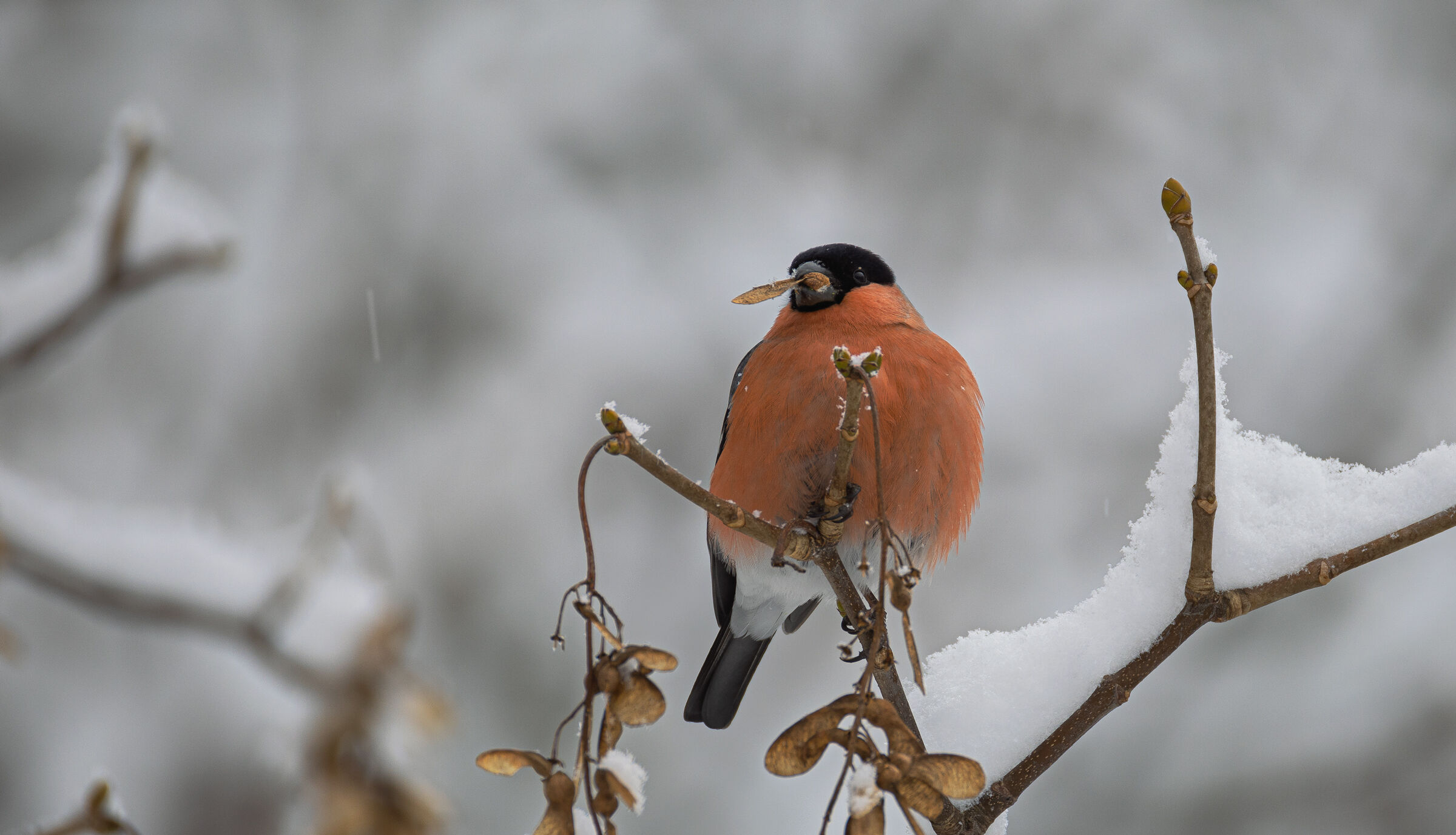 Ciuffolotto dopo una lieve nevicata