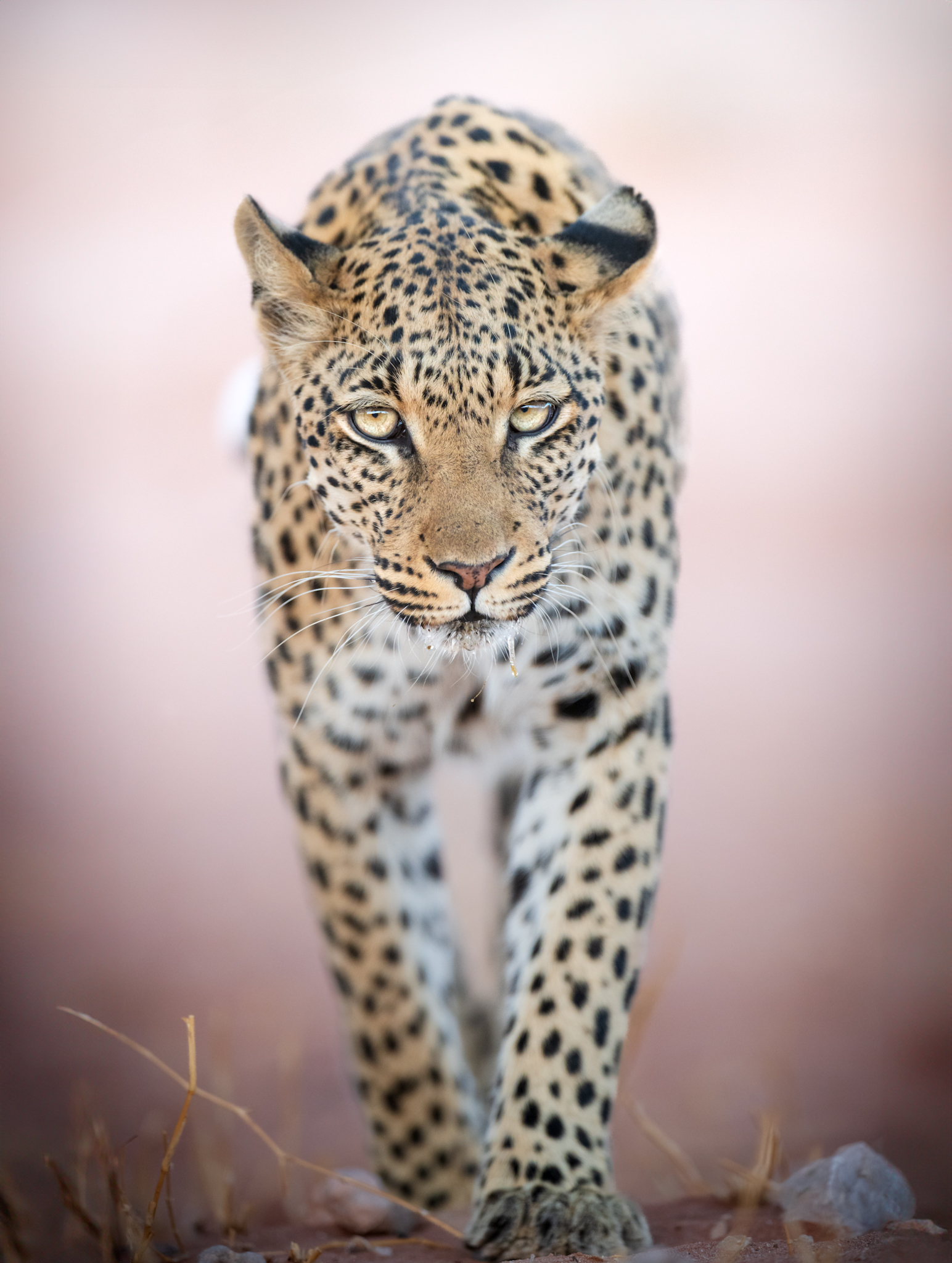 The leopard's gaze