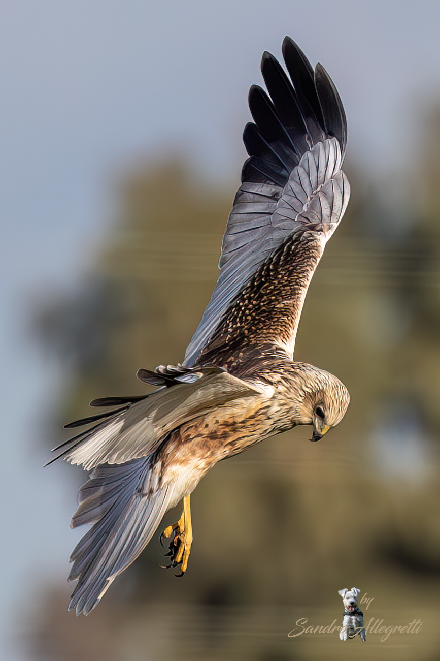Il falco di palude (Circus aeruginosus)