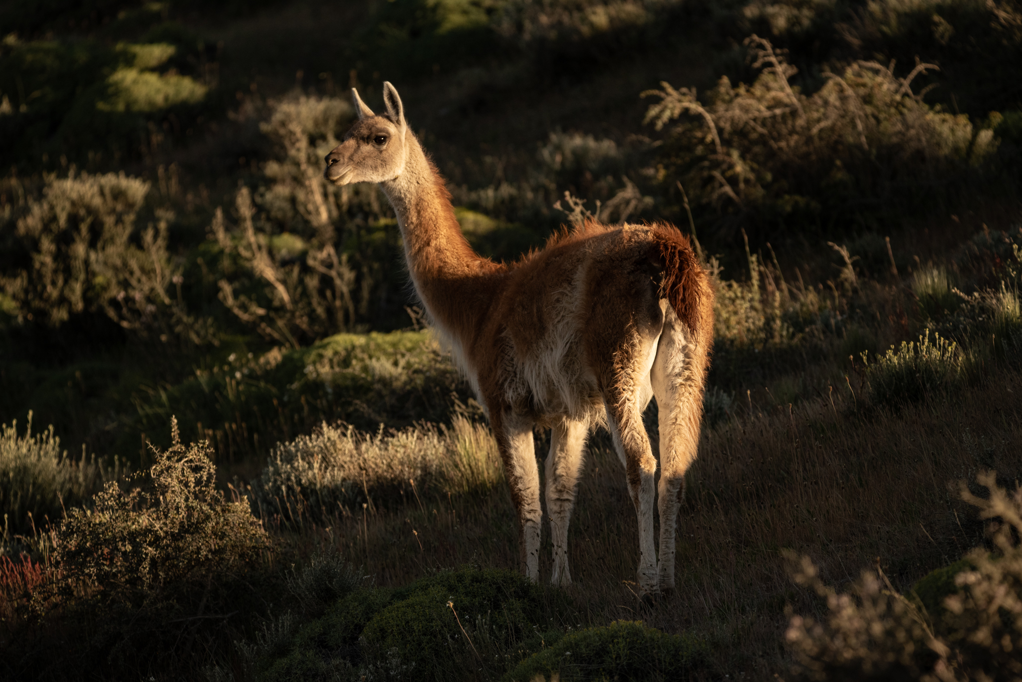 guanaco