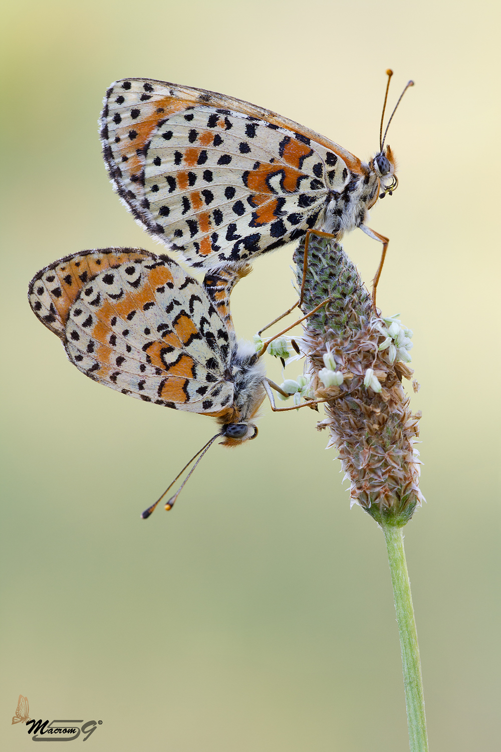 Melitaea in amore...