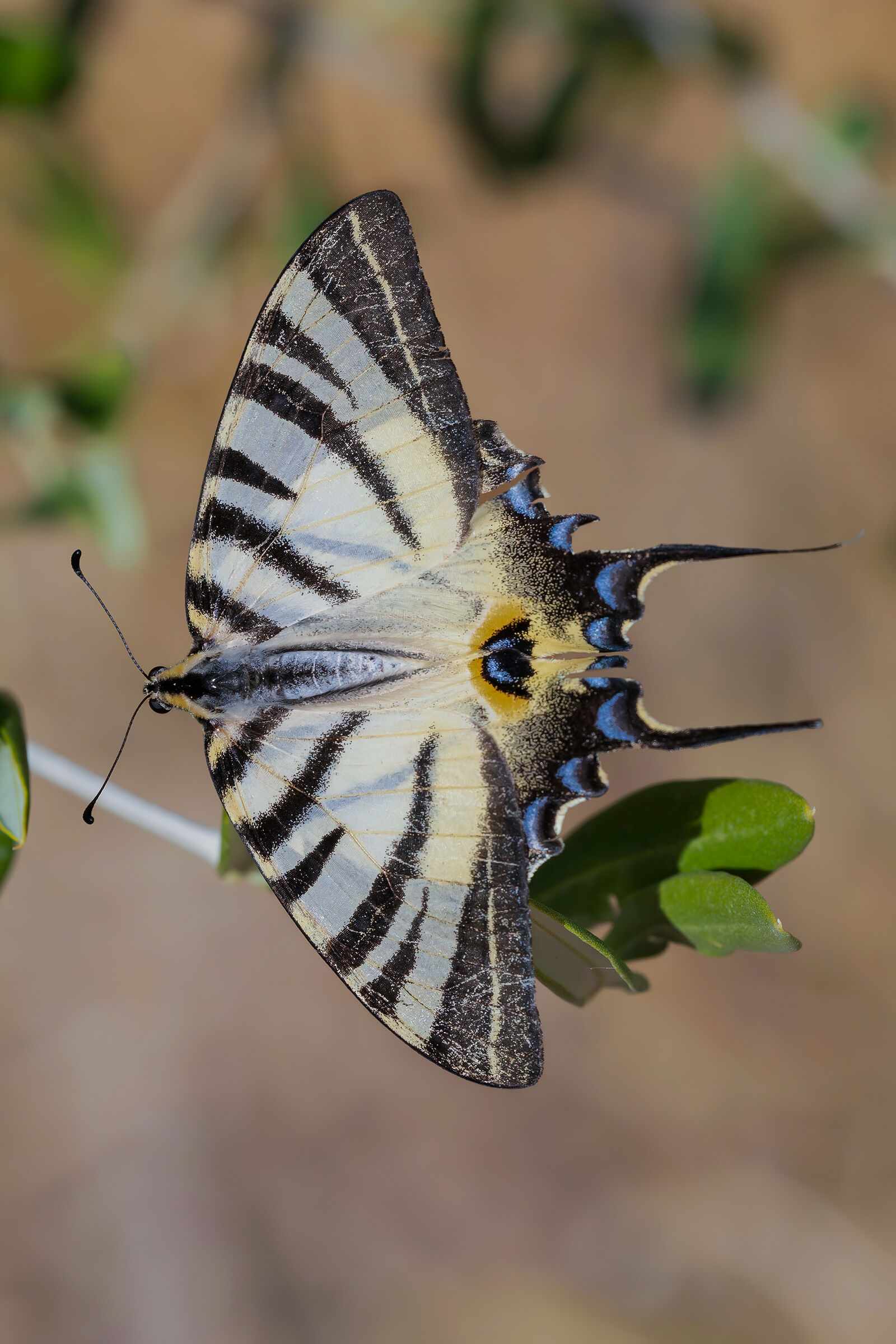 Iphiclides podalirius (podalirius)
