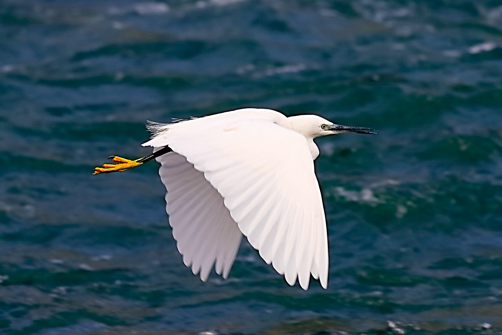 Garzetta 01 ottobre 2024 - 0204