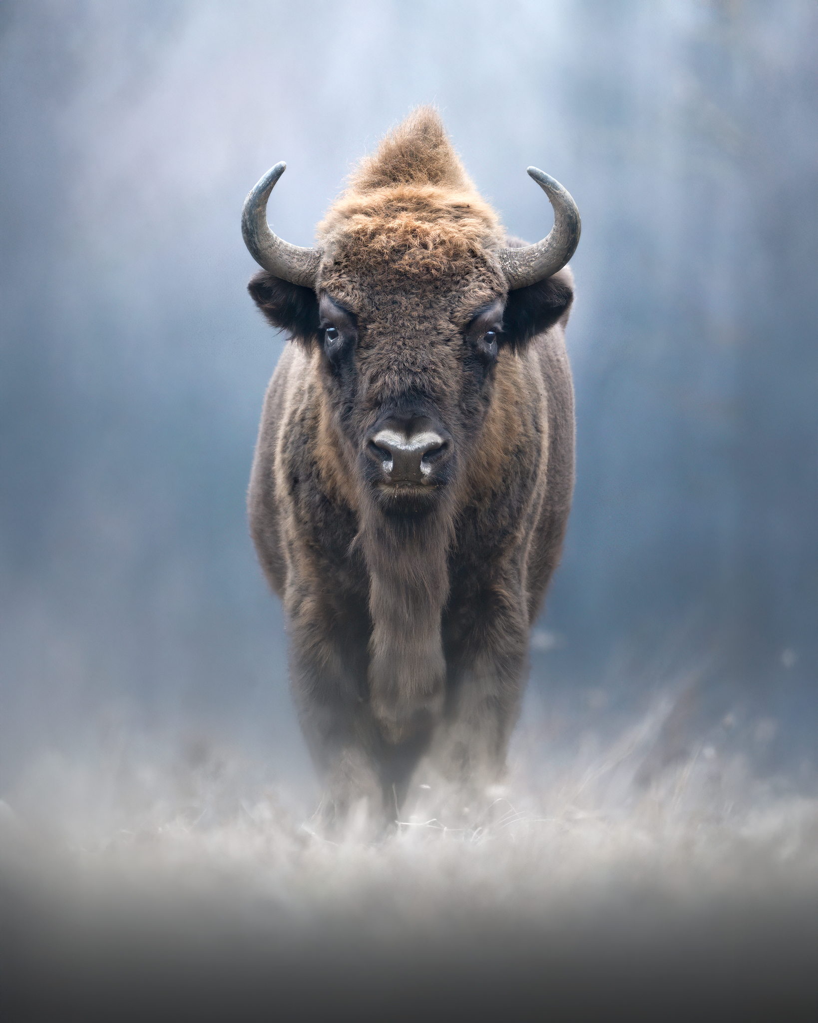 Icon of Europe's Forests