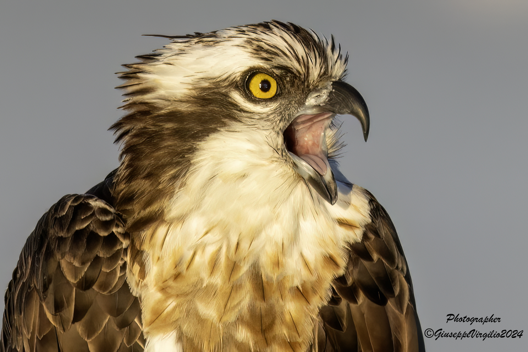 Osprey (Sardinia) 2024