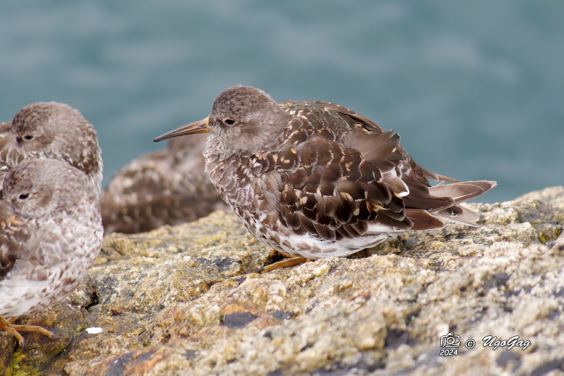 Violet Sandpiper