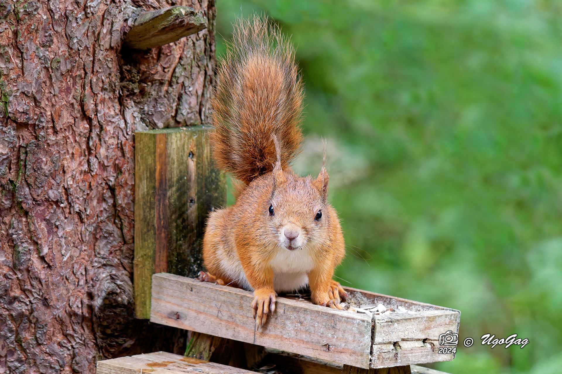 Red squirrel