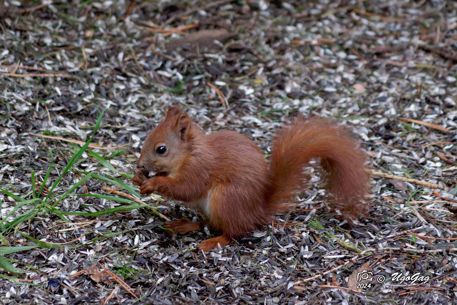 Young red squirrel