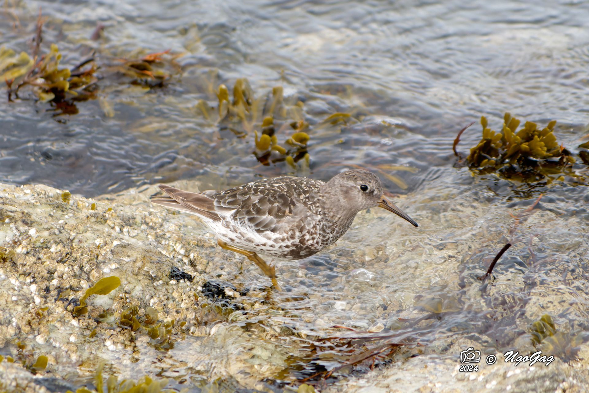 Violet sandpiper