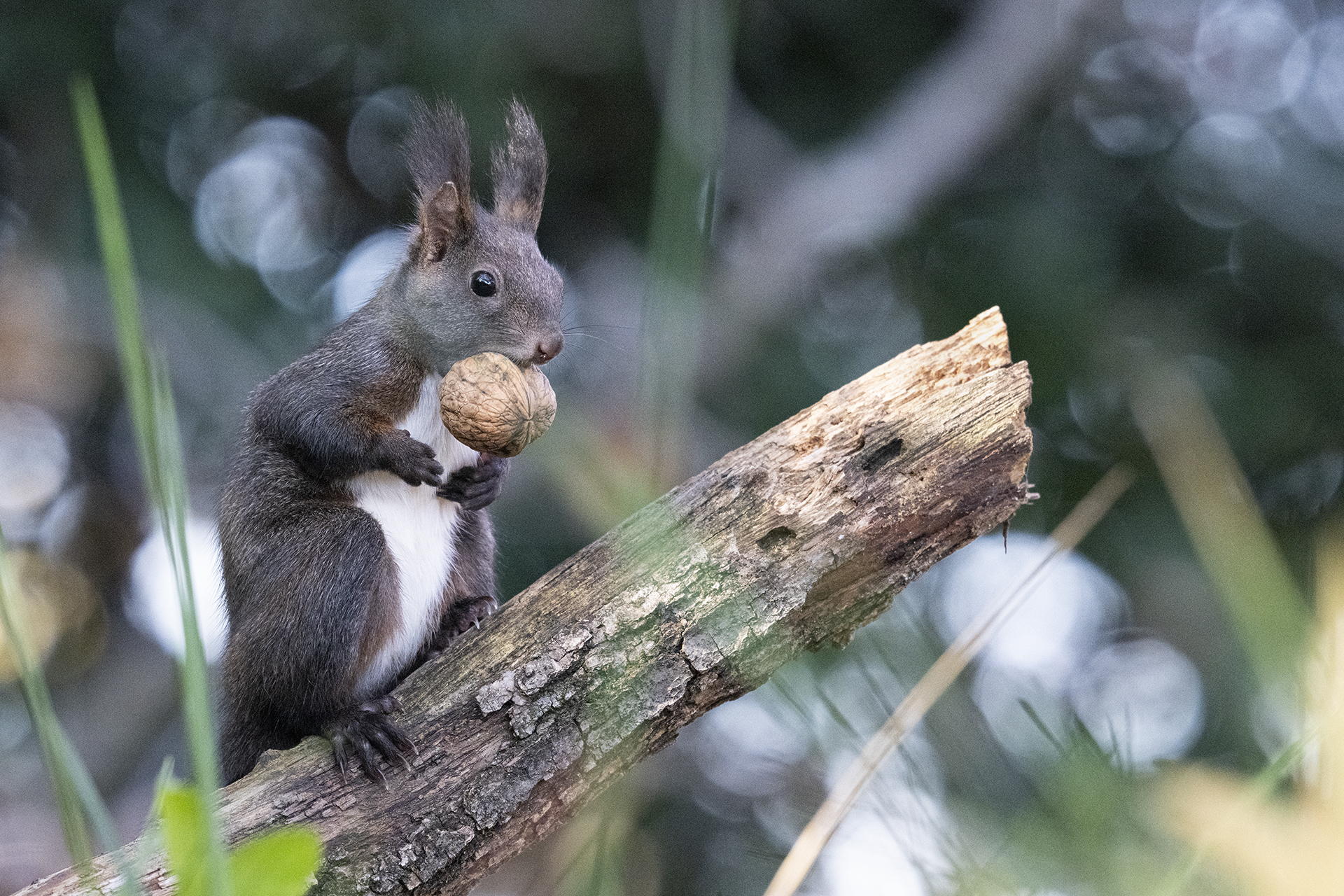 SQUIRREL WITH WALNUT