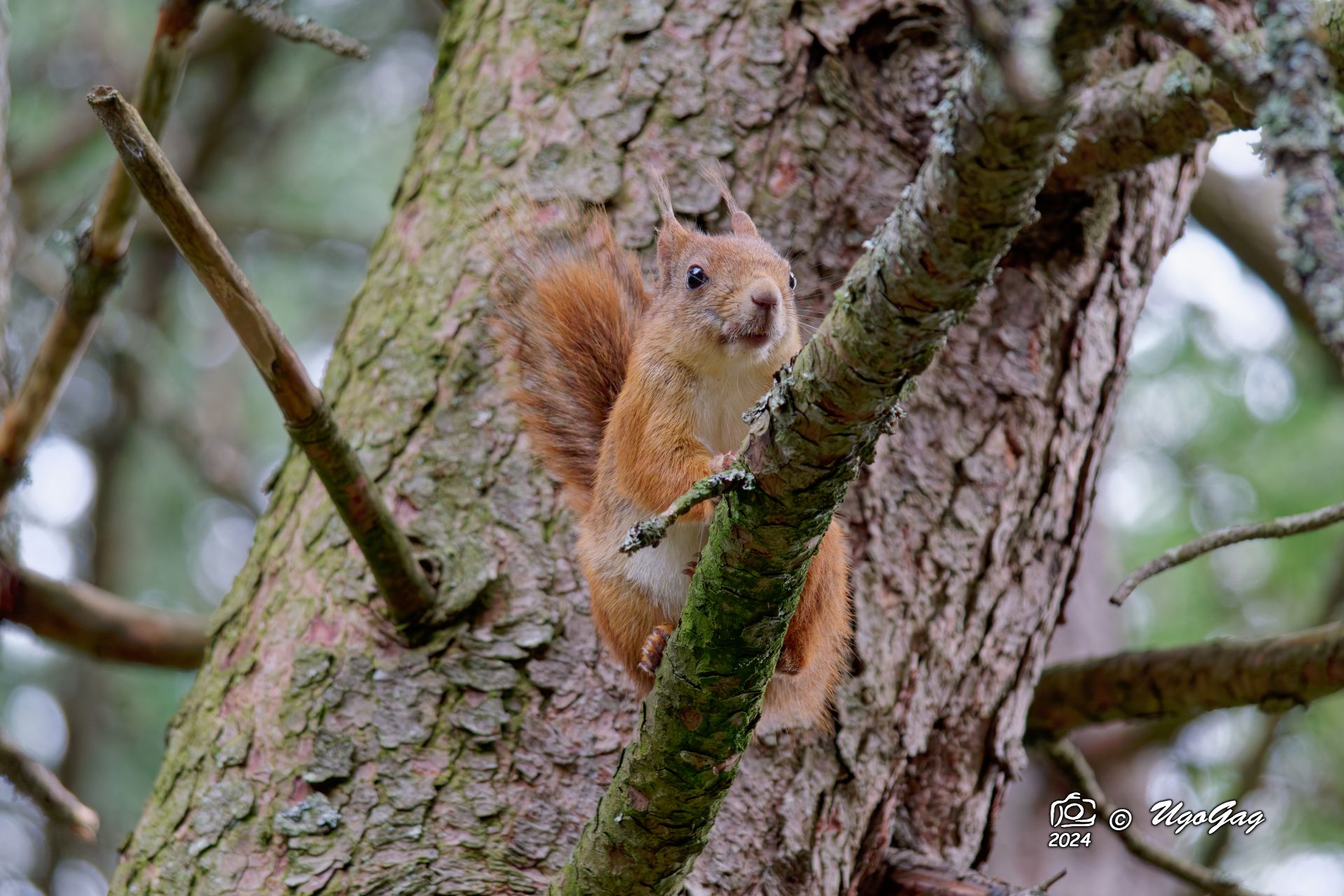 Red squirrel