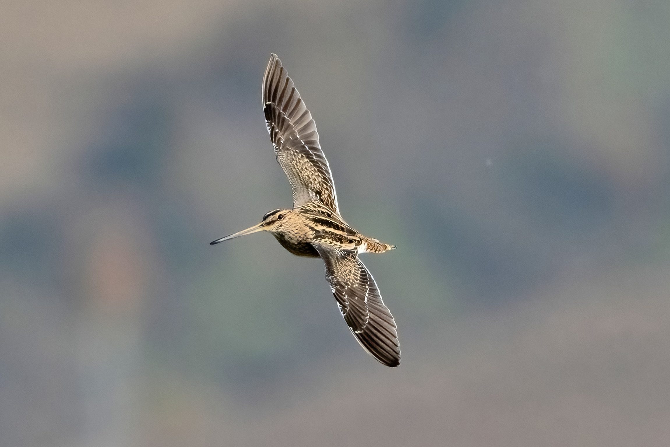 Snipe (Gallinago gallinago)