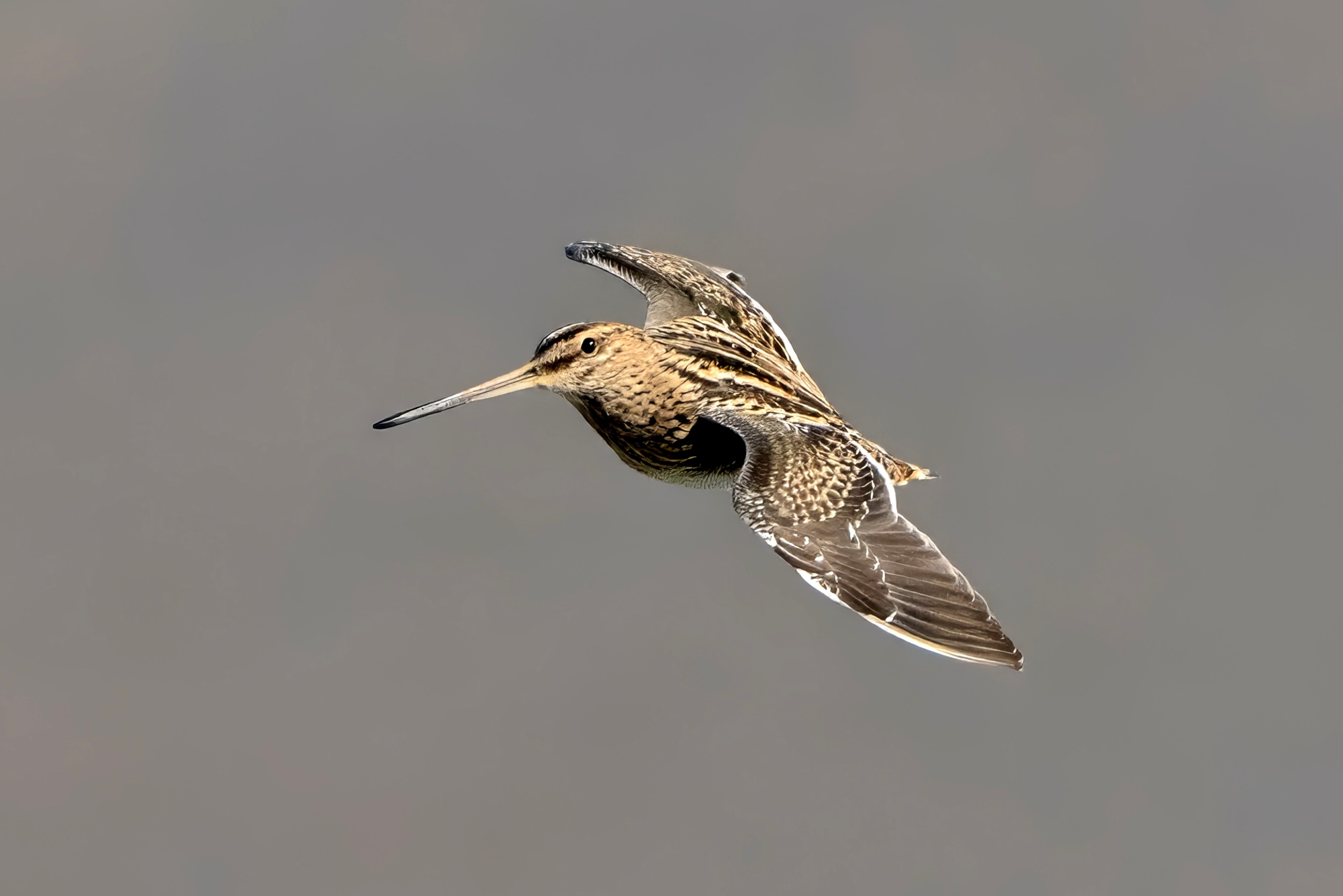 Snipe (Gallinago gallinago)