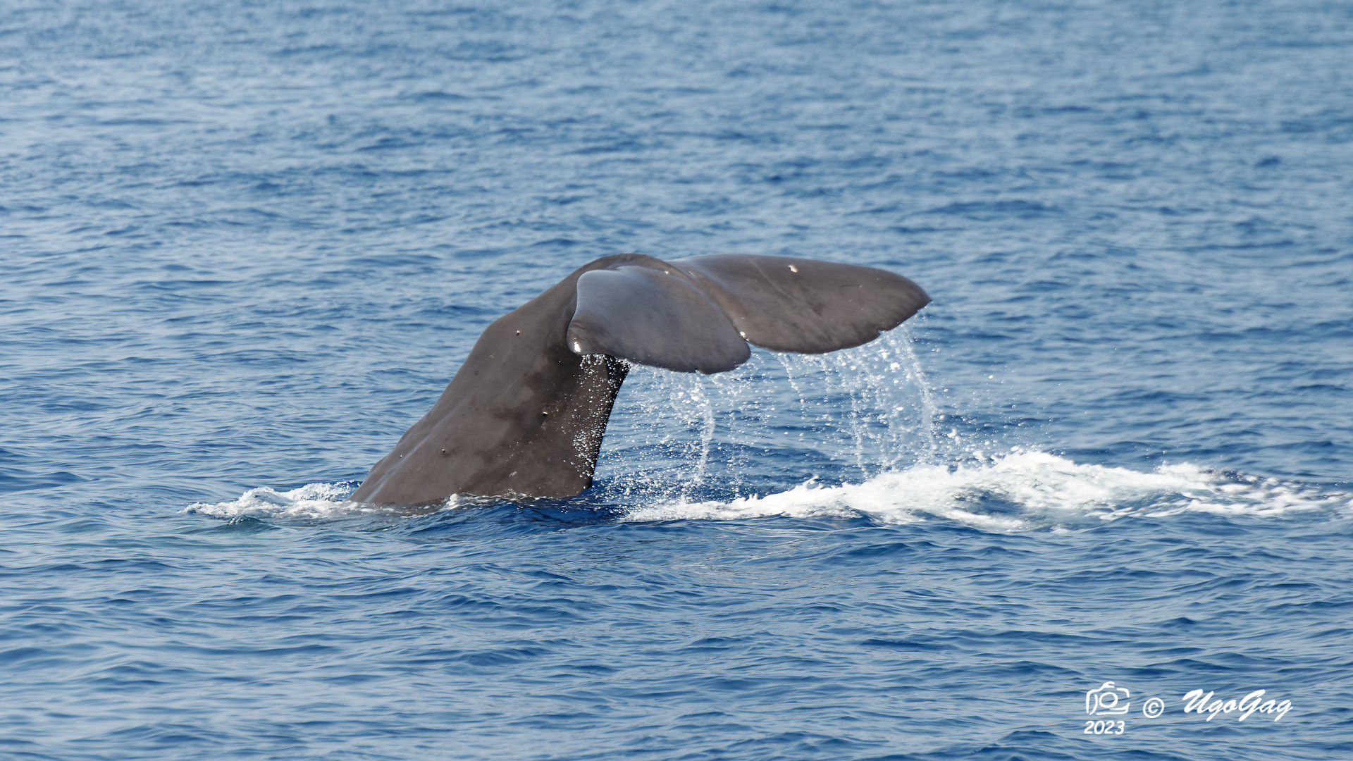 Sperm whale