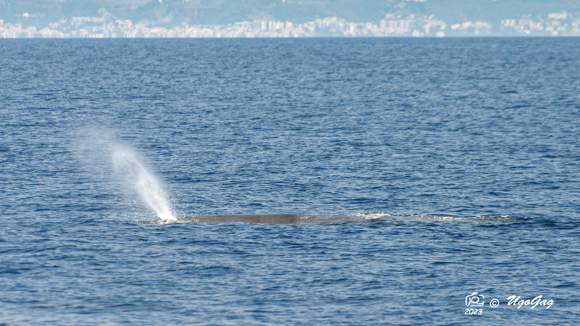 sperm whale