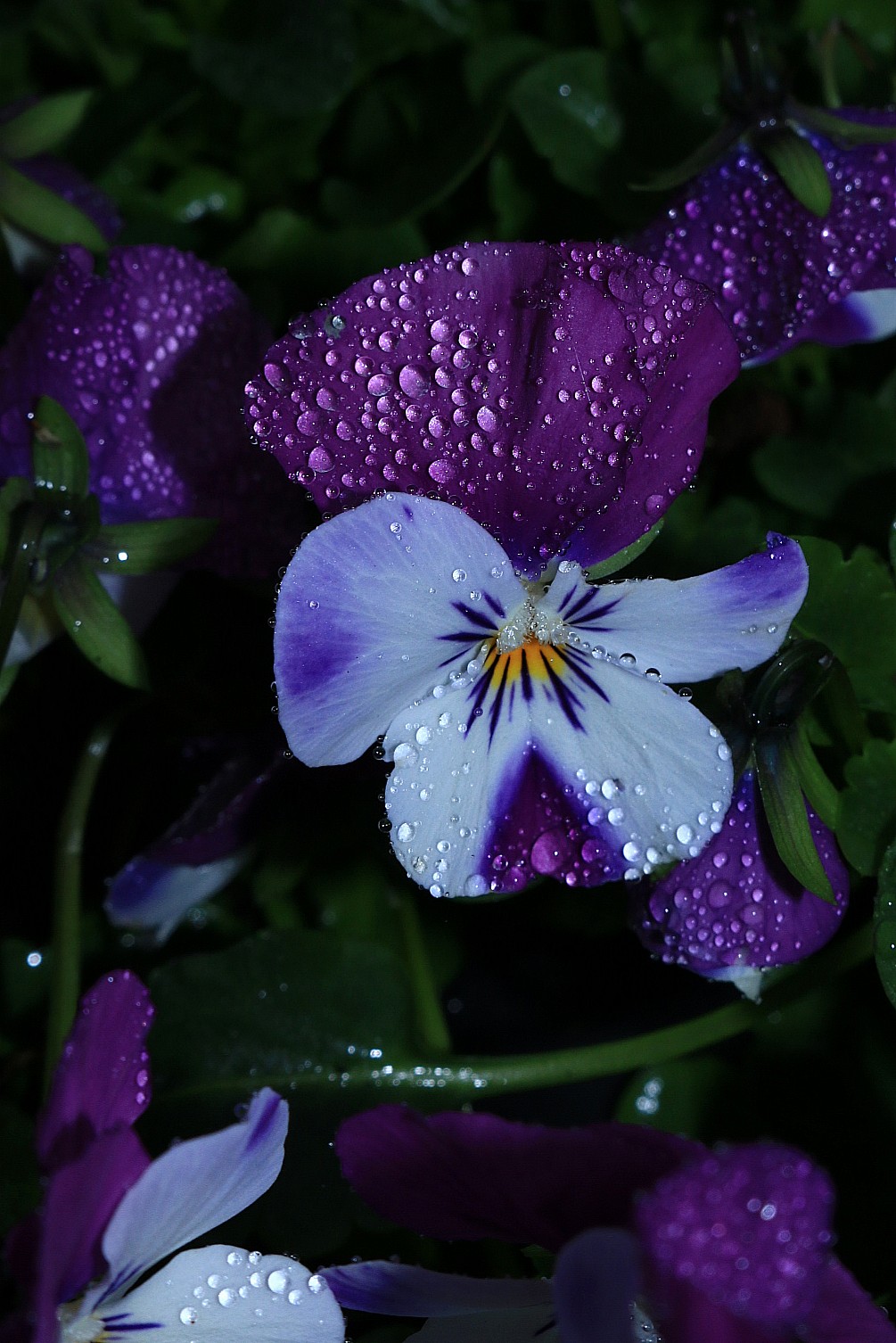 Fiore con abito di diamanti