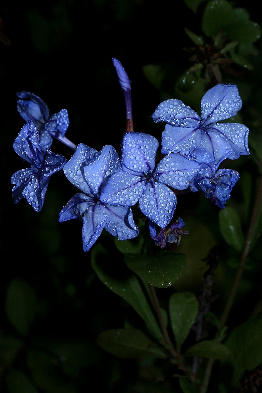 Piccoli fiori vestiti con diamanti