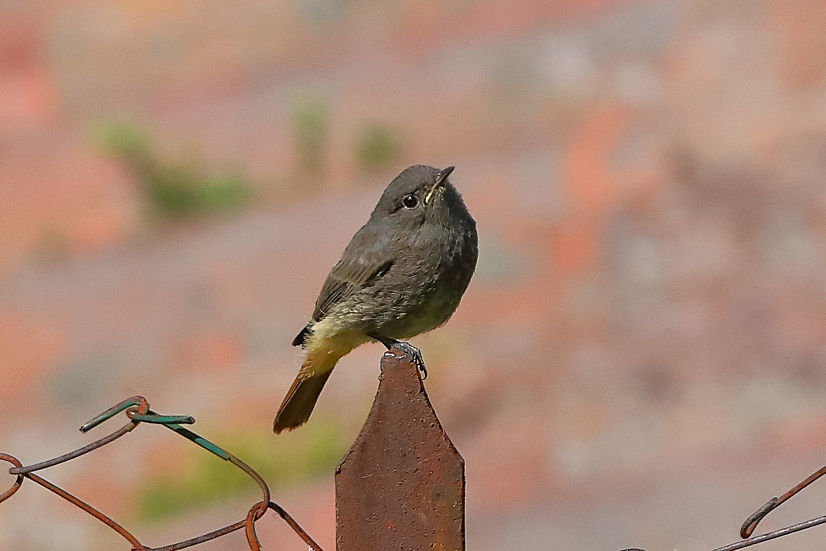 Codirosso S F 28 maggio 2024 - 0084