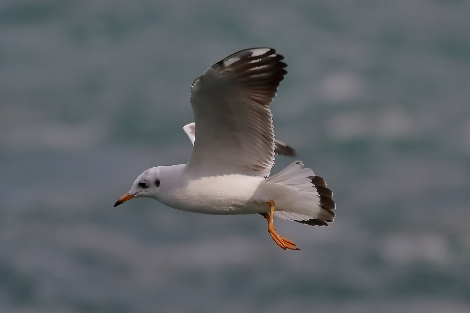 Gabbiano C 01 ottobre 2024 - 0275