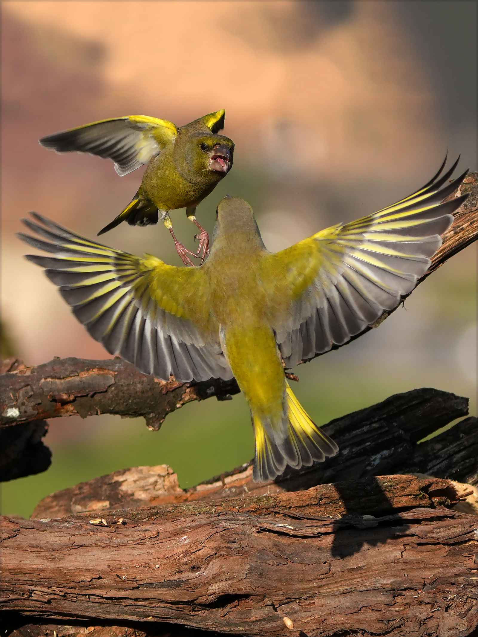 Infighting