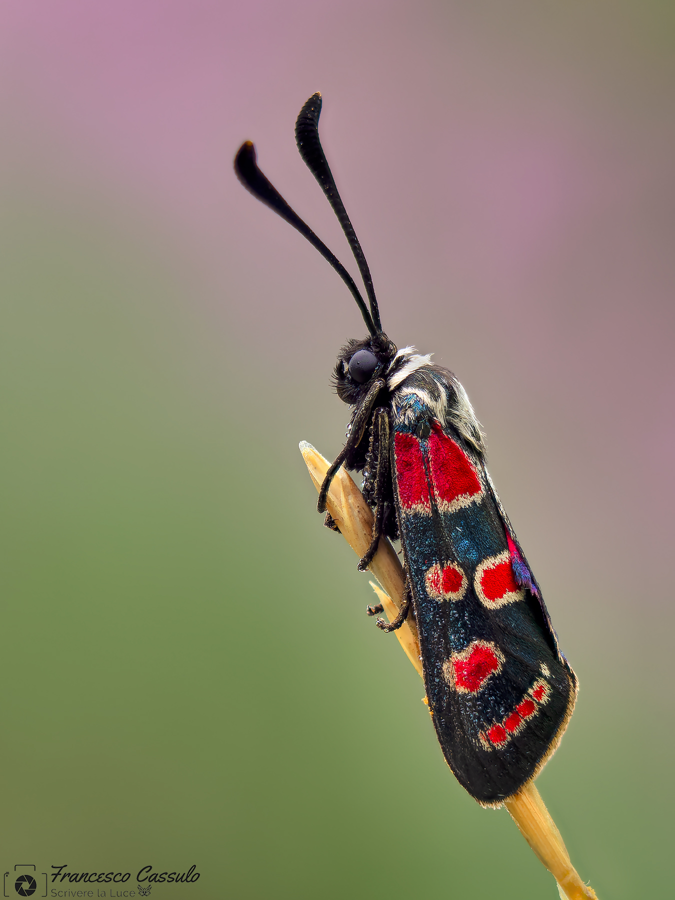 Zygaena carniolica