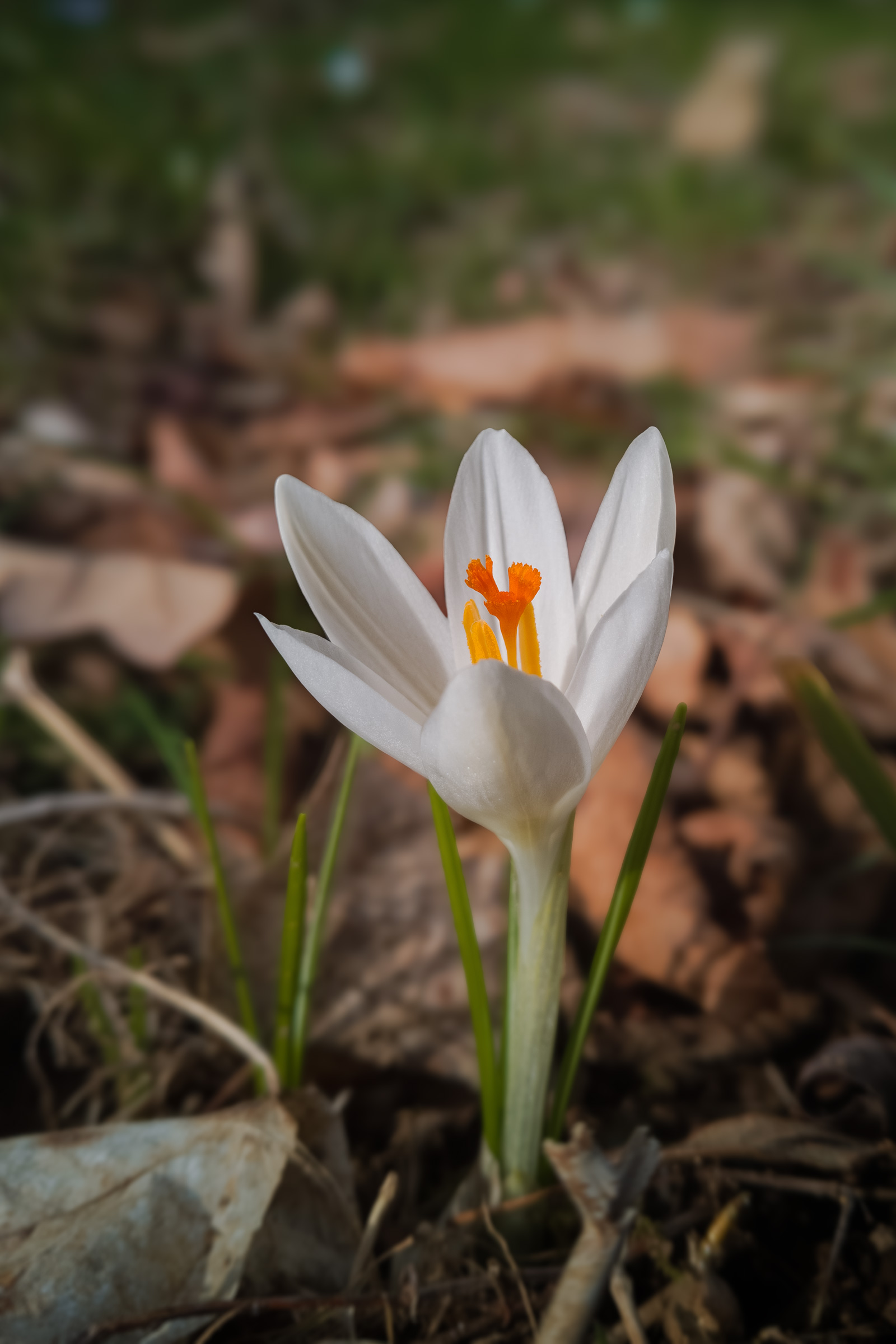 Crocus