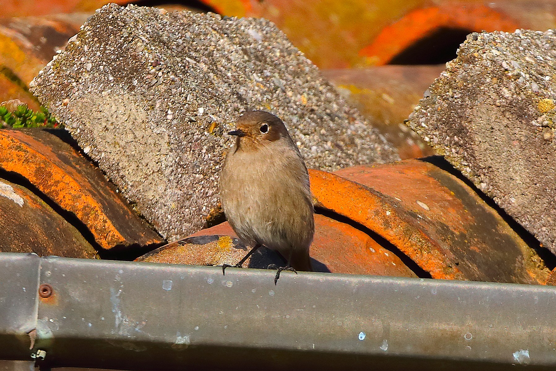 Codirosso S F 30 novembre 2024 - 0068